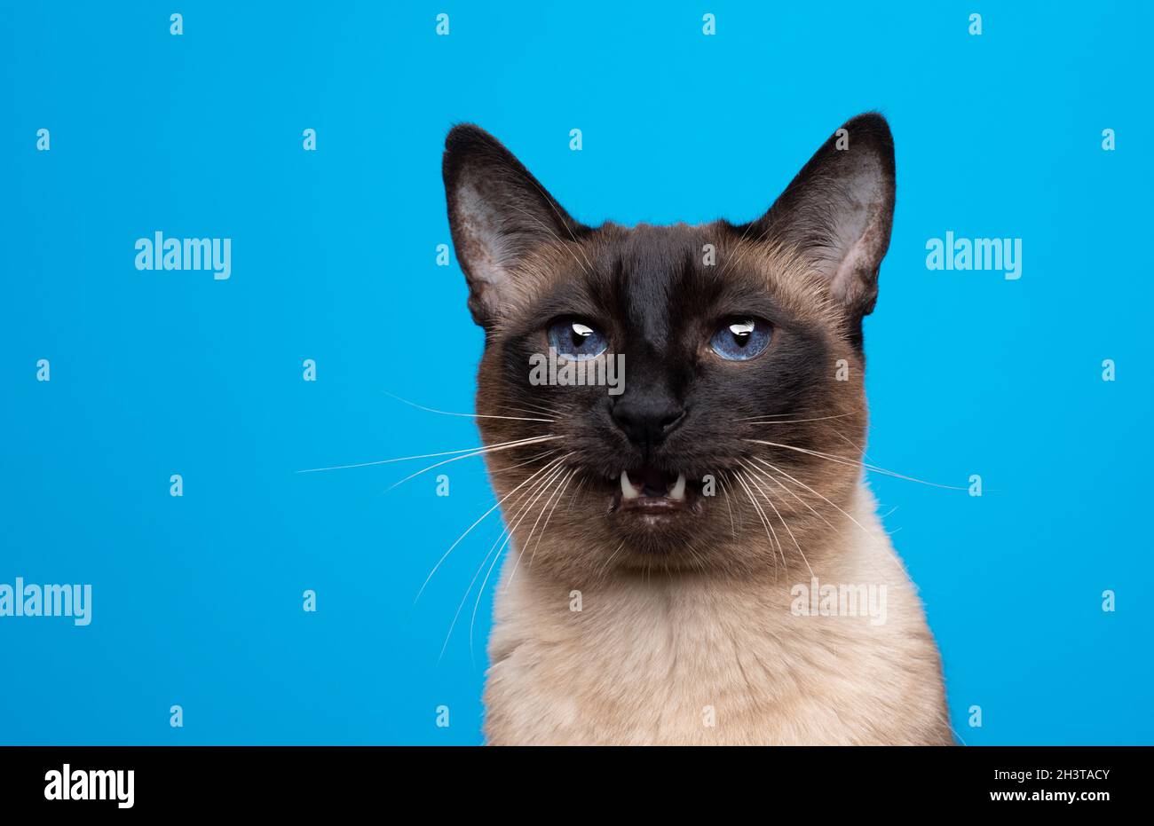 Siamese Cat Mouth Open High Resolution Stock Photography And Images Alamy