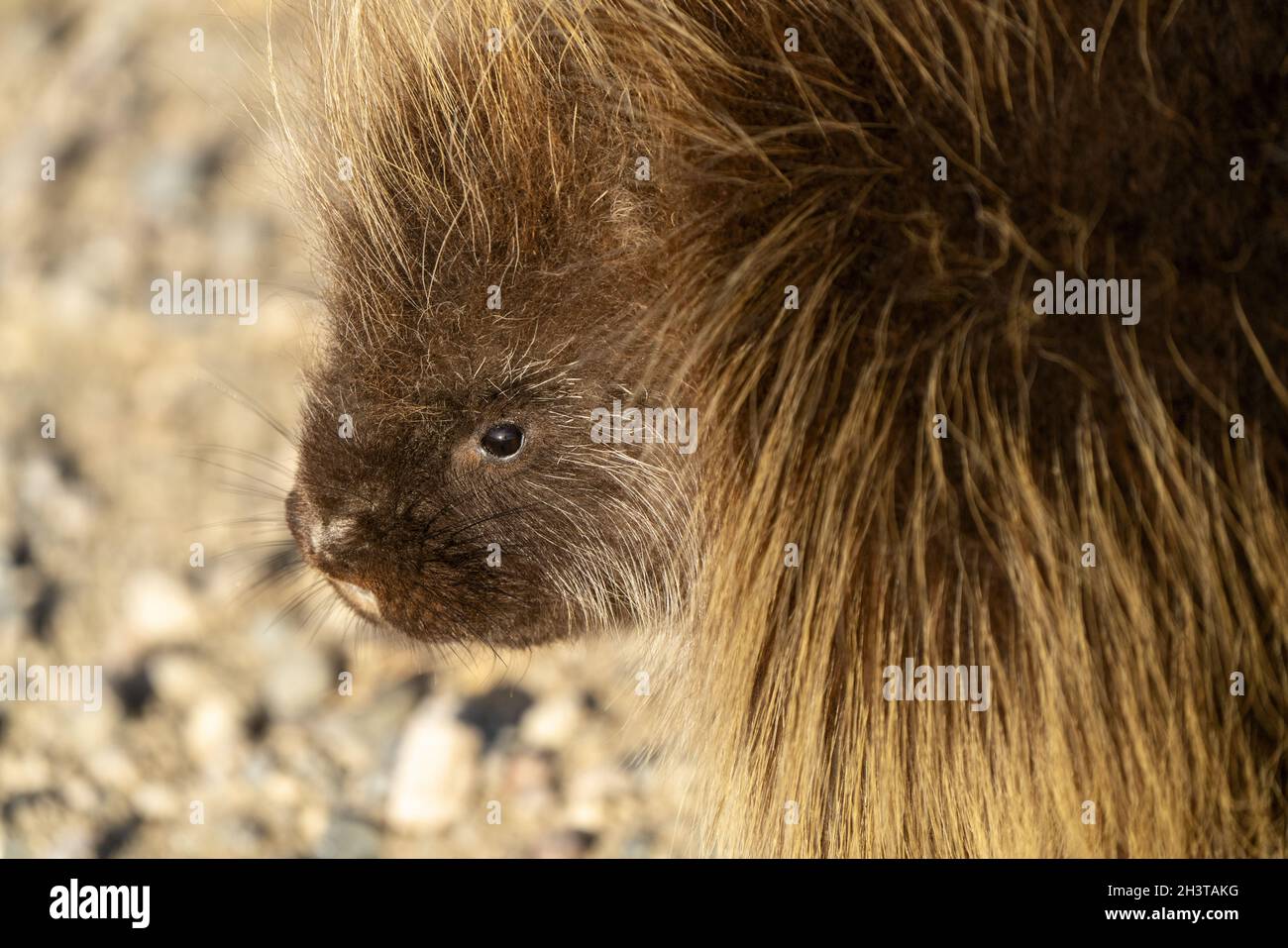Porcupine in Winter Stock Photo