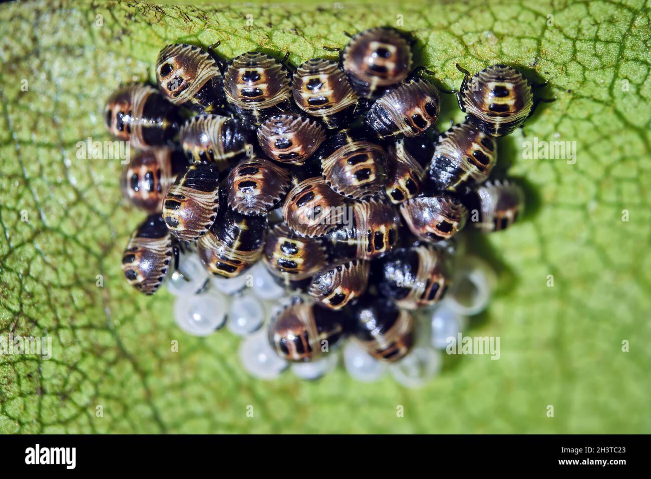 Newly hatched nymphs of a stink bug (Pentatomidae Stock Photo Alamy