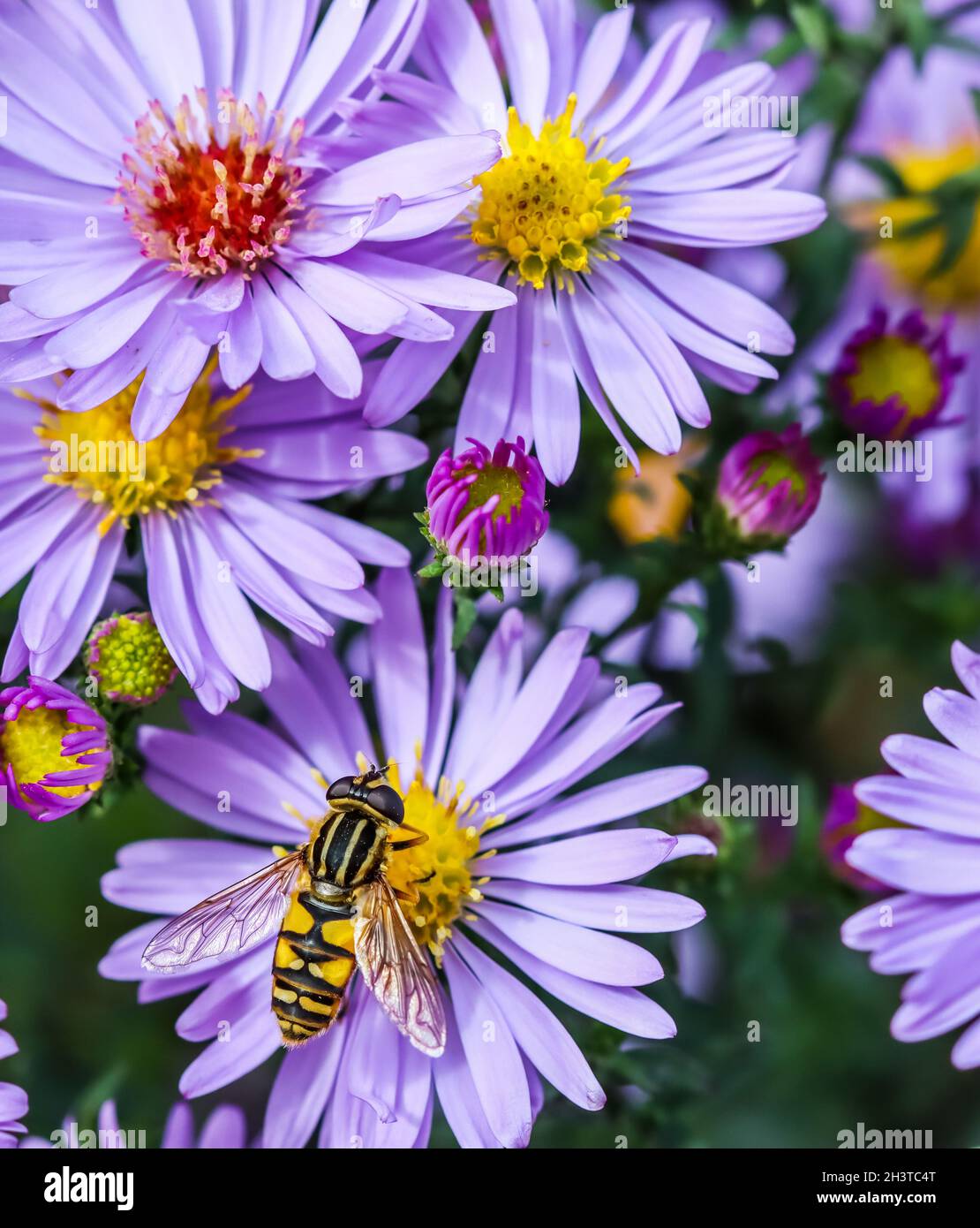 Beautiful blue flowers Sapphire Mist.Aster with a bee in autumn garden Stock Photo