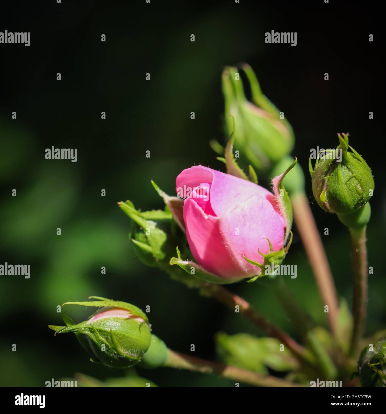 Soft pink rose and buds on dark background. Perfect for greeting cards for birthday, Valentine's Day and Mother's Day Stock Photo