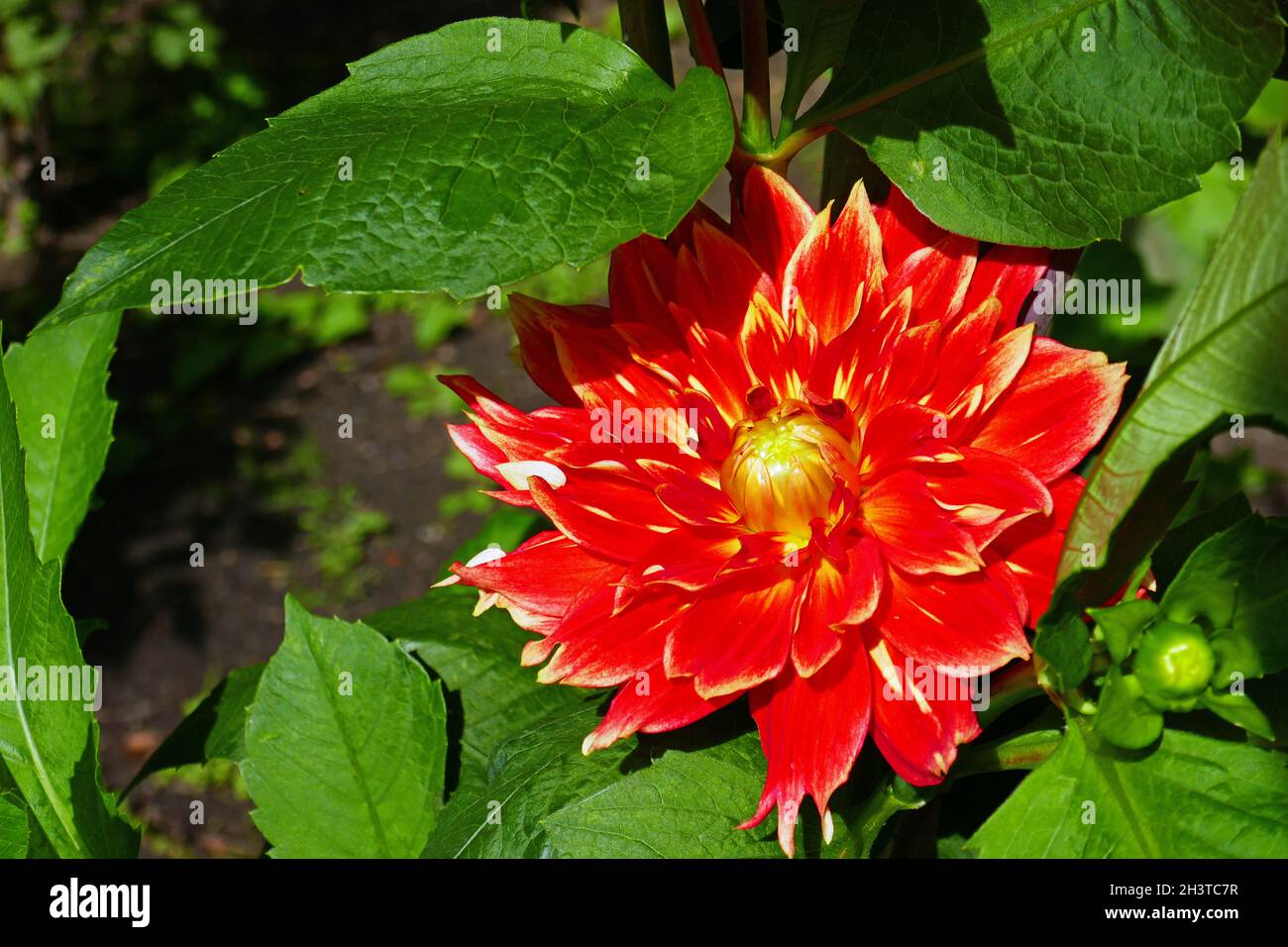 Water lily dahlia, Liesma Stock Photo Alamy