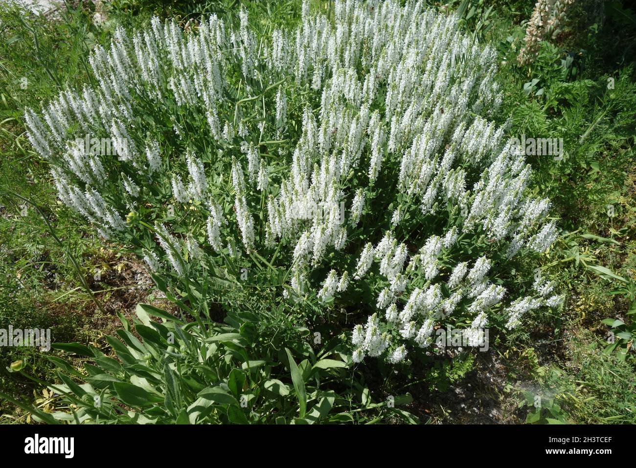 Salvia nemorosa Adrian, woodland sage Stock Photo