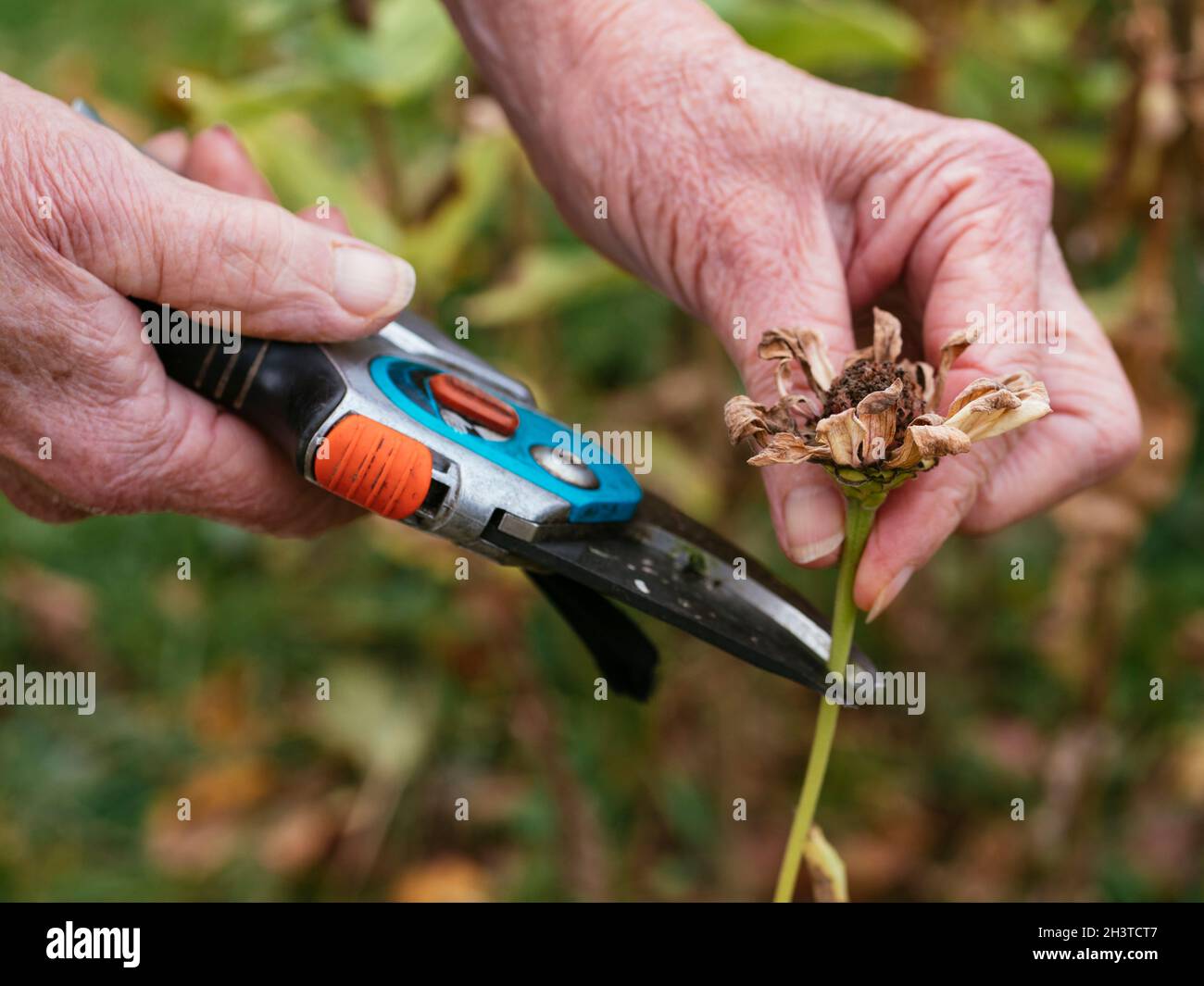 Gardener collecting zinnia seed heads in autumn Stock Photo Alamy