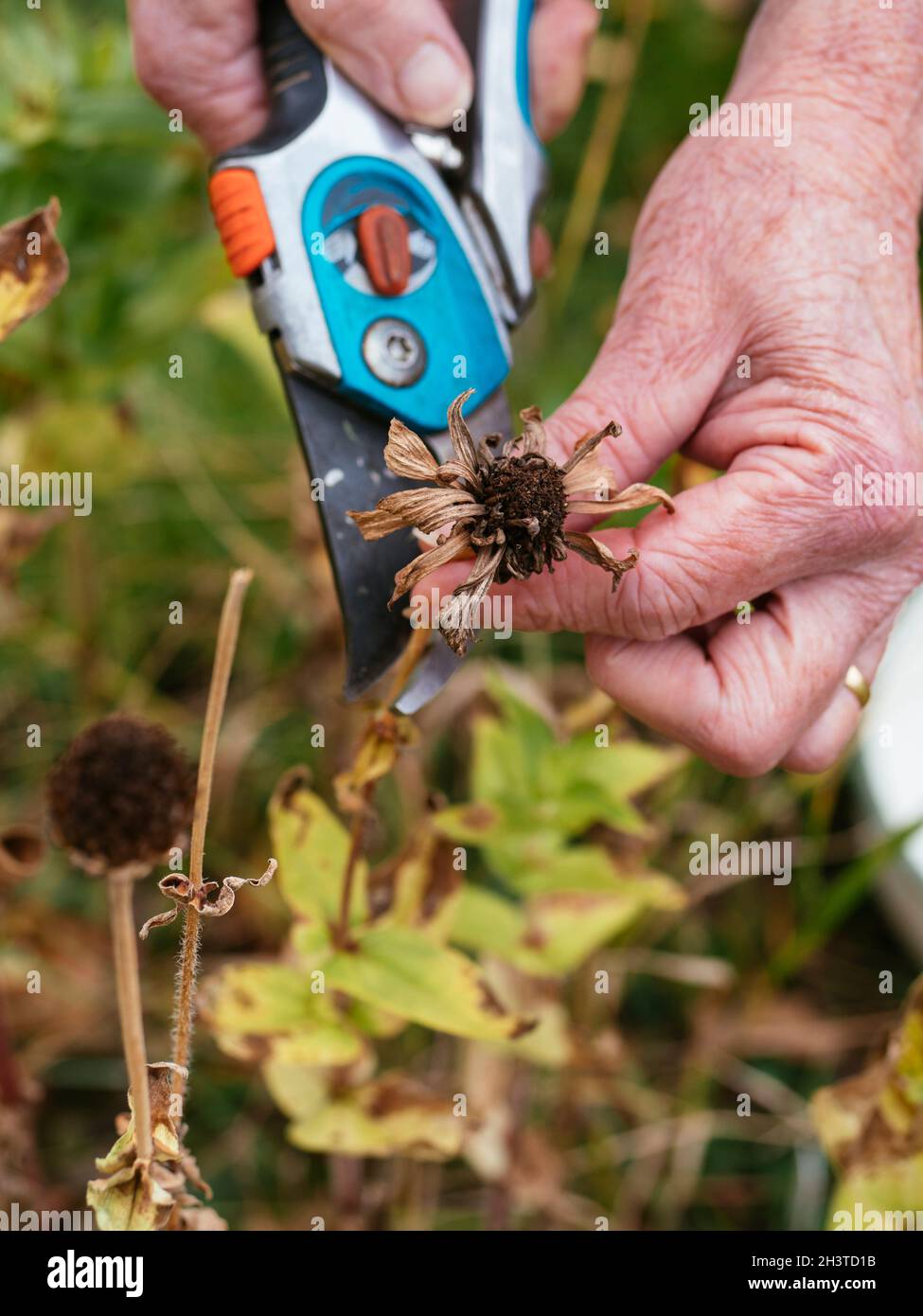 Collecting garden flower seeds hires stock photography and images Alamy