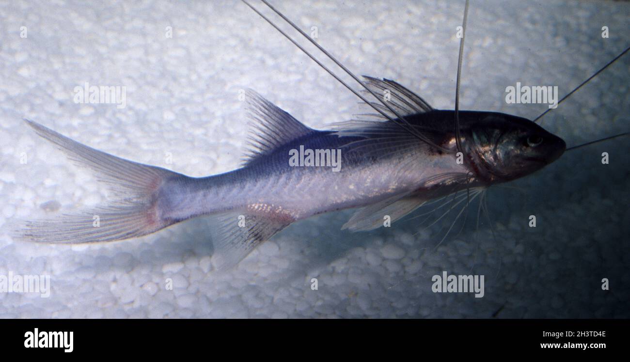 Borneo threadfin, Polynemus borneensis Stock Photo