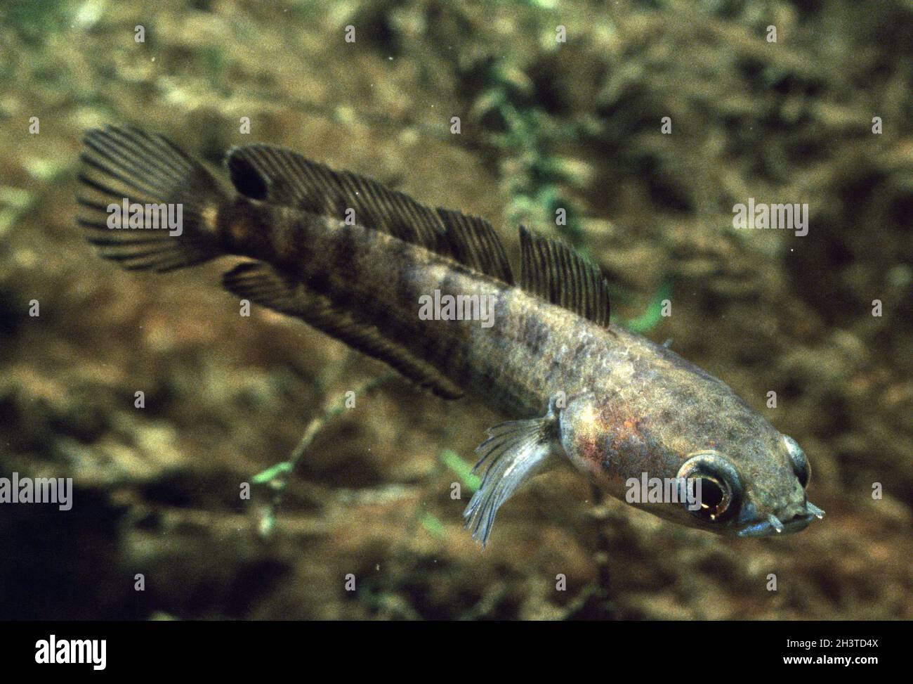 Young African dark snakehead, Parachanna obscura Stock Photo