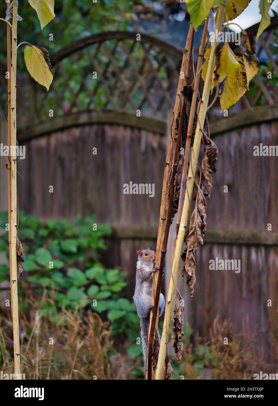 Eastern grey gray squirrel (Sciurus Carolinensis) climbing stem of sunflower plant Stock Photo