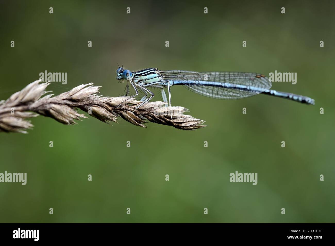 Blue feather dragonfly (Platycnemis pennipes Stock Photo Alamy