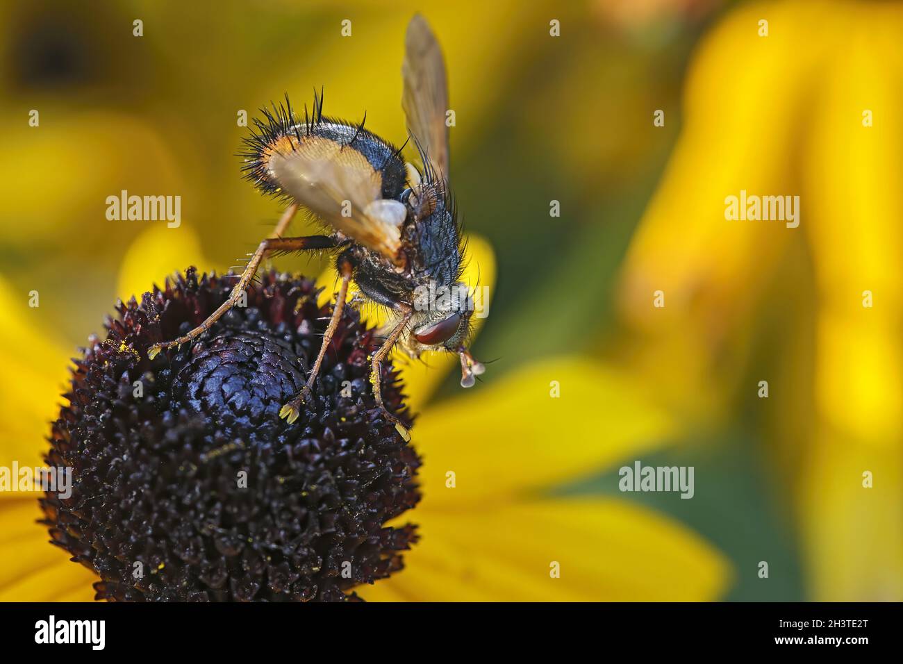 Tachina fera hi-res stock photography and images - Alamy