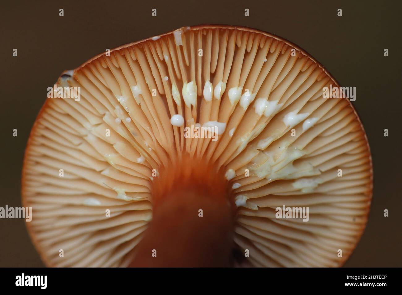 Liver Milkcap Lactarius hepaticus showing the milky latex fluid they exude when damaged that turns yellow on a hankerchief Stock Photo