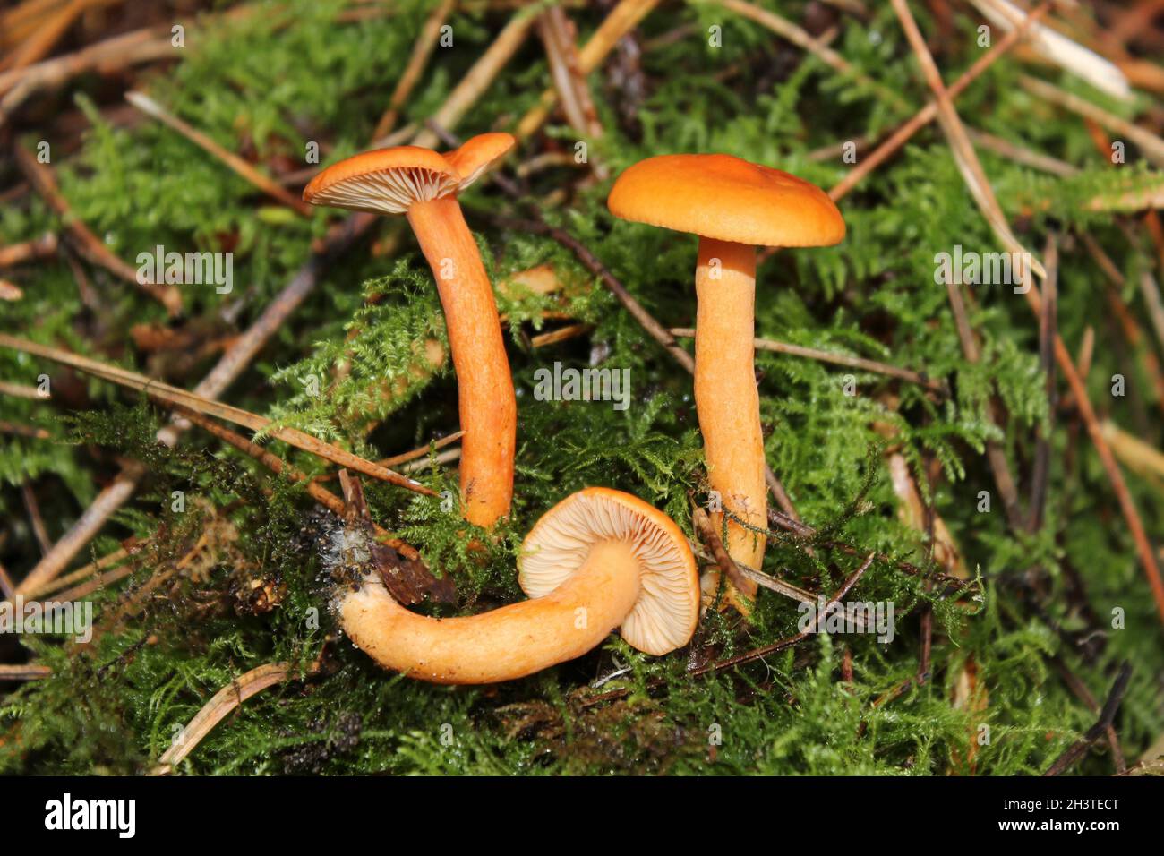 Orange Fungi Under Pine Ainsdale NNR, Sefton Coast, Merseyside, UK Stock Photo