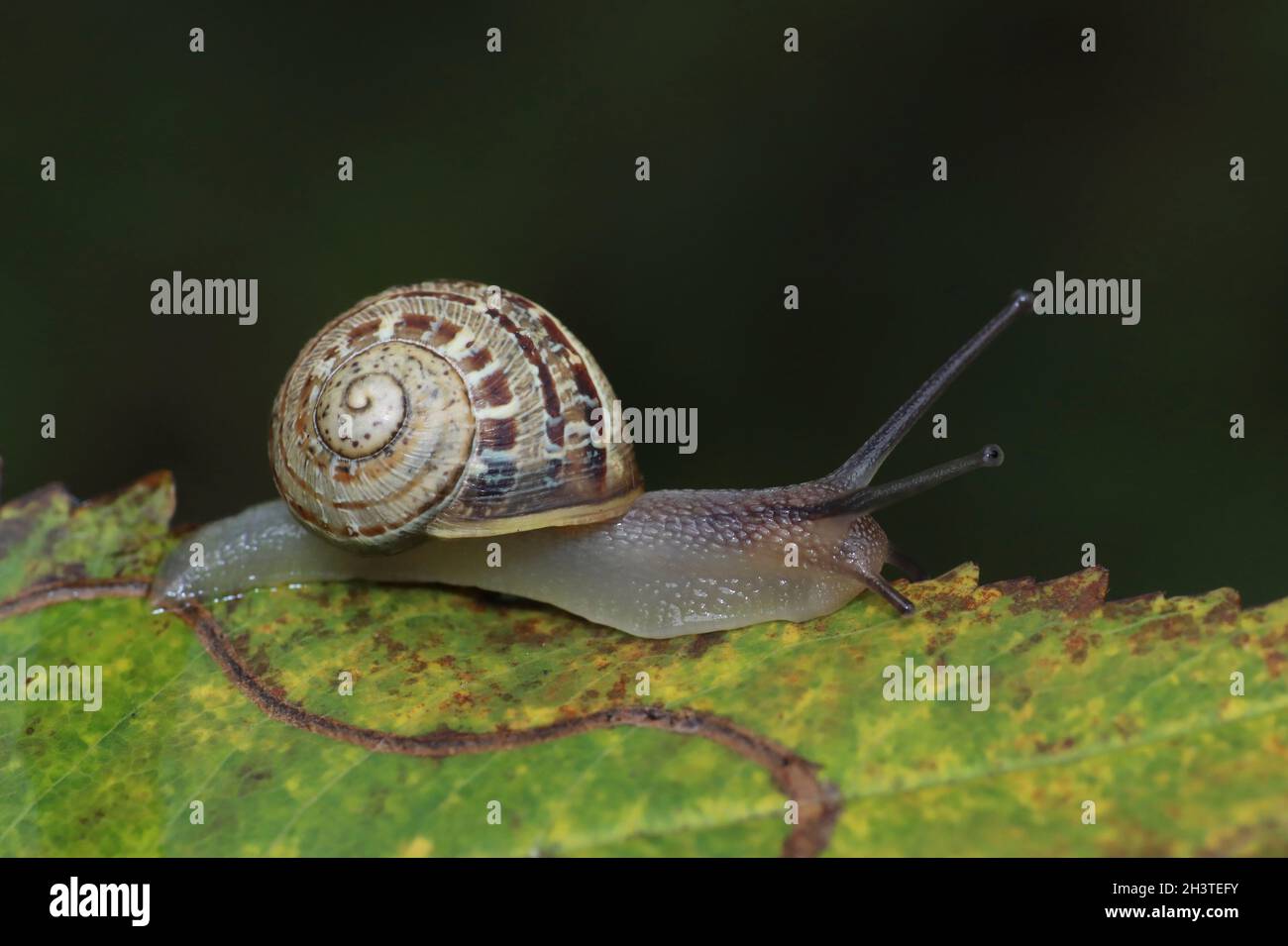 Wrinkled Snail - Xeroplexa intersecta Stock Photo