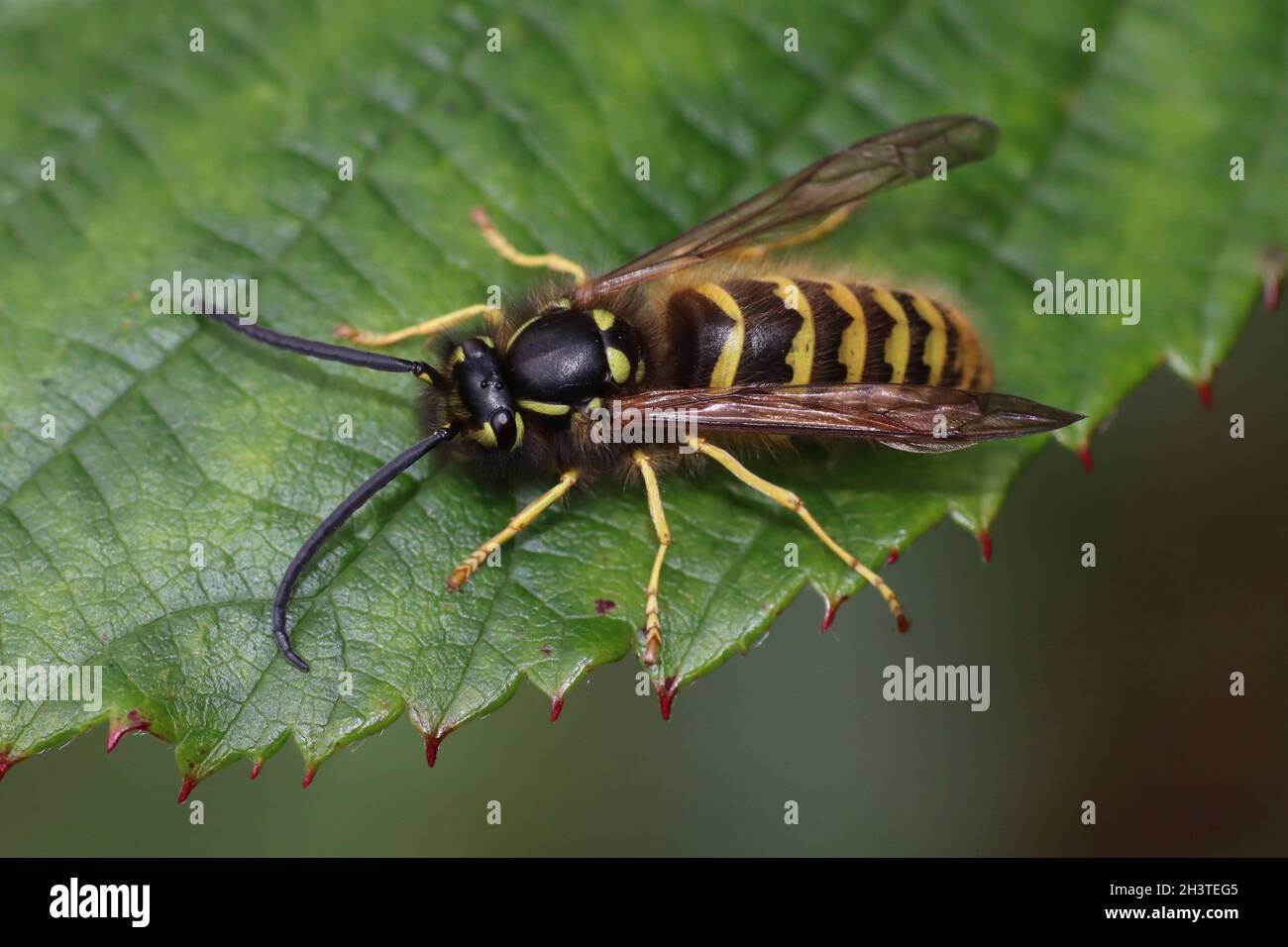 Common Wasp Vespula vulgaris a.k.a. Yellowjacket - male Stock Photo