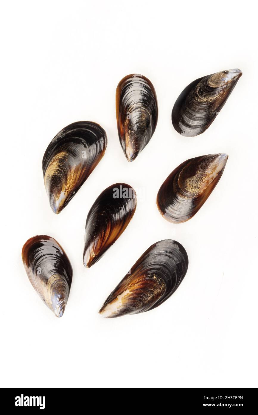 Raw mussels, shot from the top on a white background with a place for ...