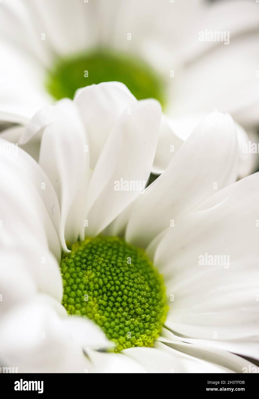 Bunch of white flowers with lots of small petals, Macro of …