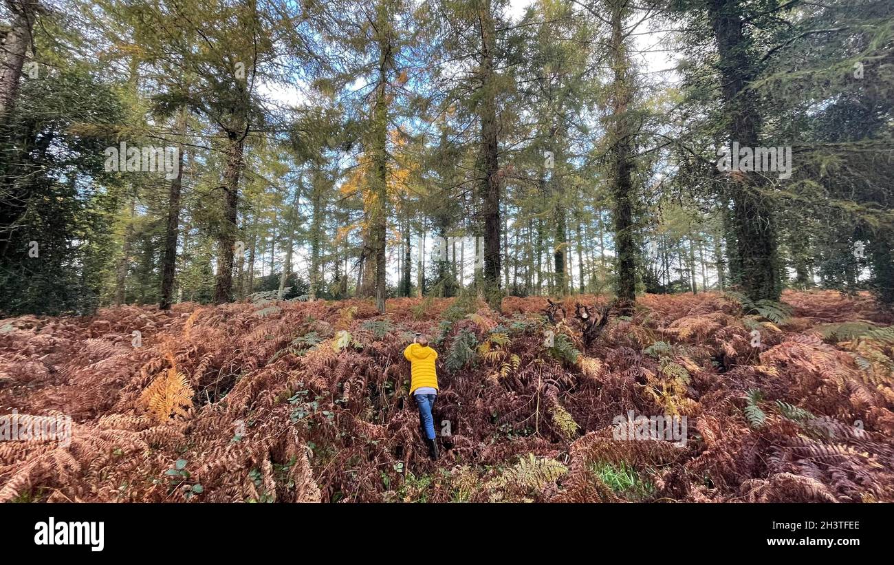A woman taking a photograph of the autumnal colours at Stansted near Rowlands Castle, Hampshire. Picture date: Saturday October 30, 2021. Stock Photo