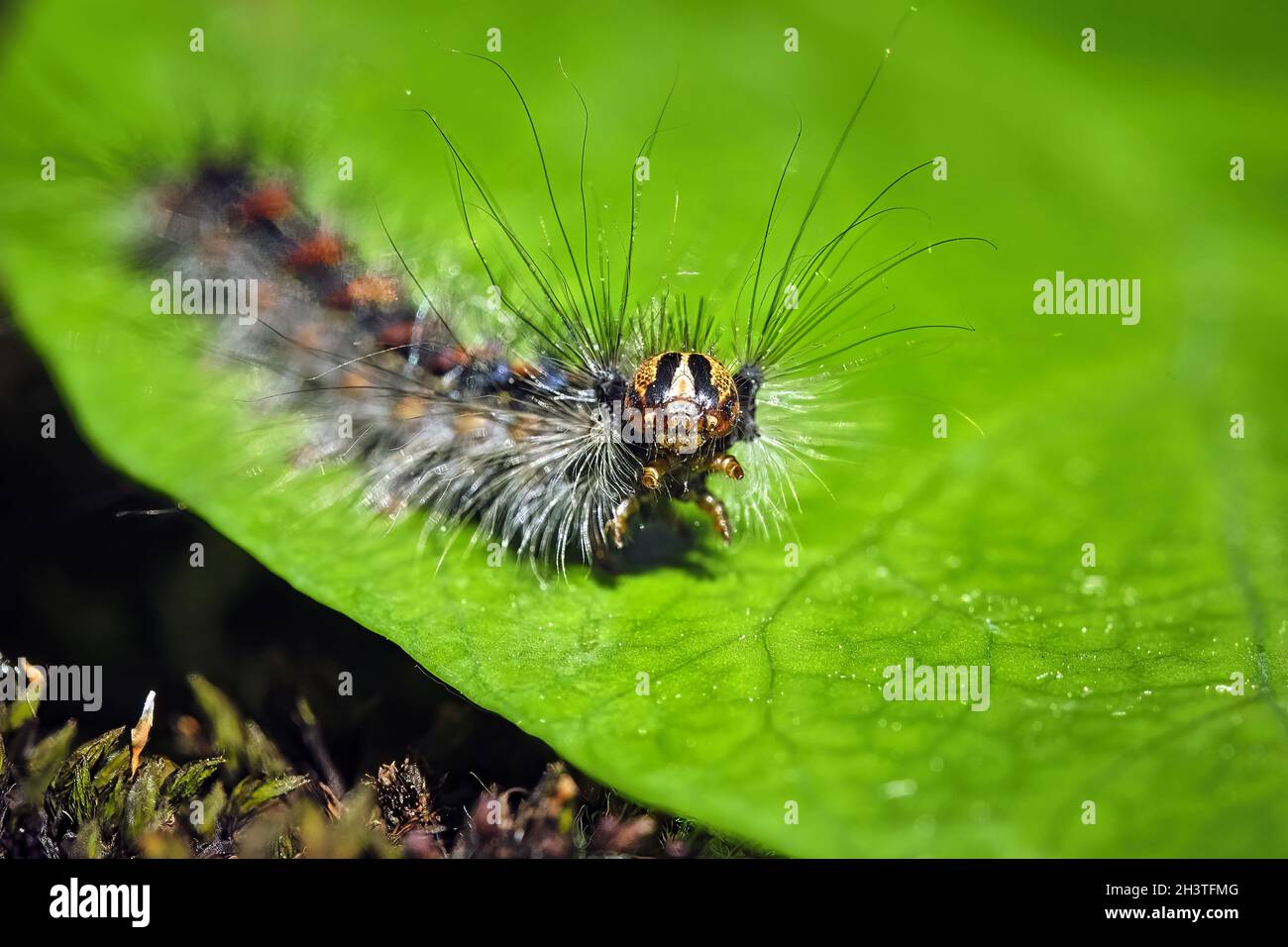 Gypsy moth caterpillar hi-res stock photography and images - Alamy