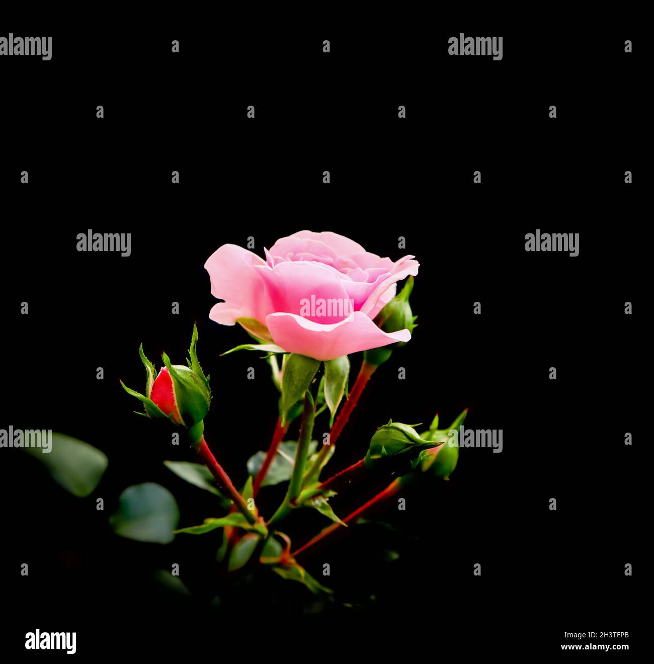 Delicate pink rose with buds isolated on black background. Perfect for greeting cards for birthday, Valentine's Day and Mother's Stock Photo