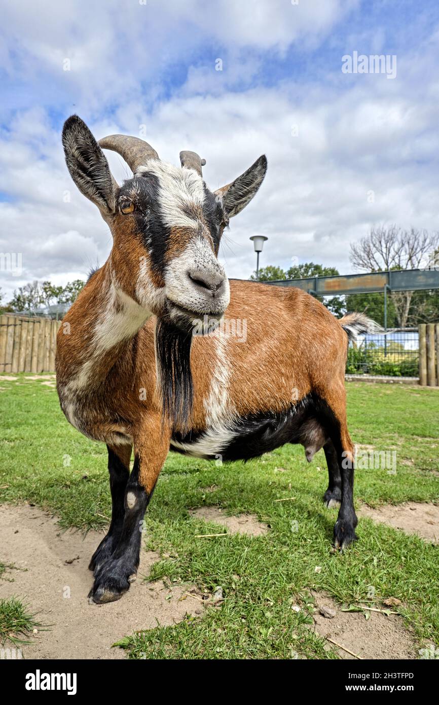 West African pygmy goats (Capra aegagrus hircus). Stock Photo