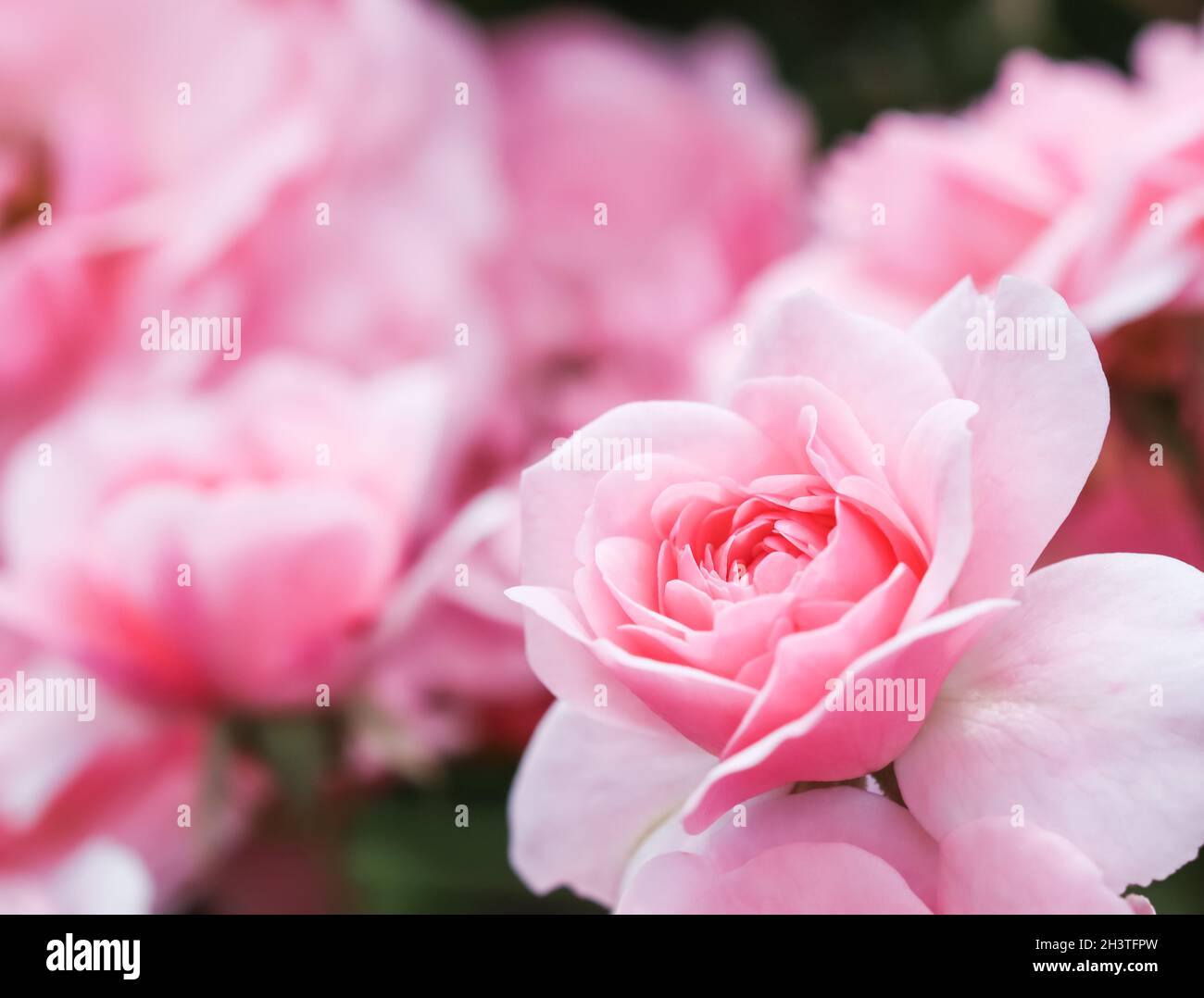 Beautiful pink roses Bonica in the garden. Perfect for background of greeting cards for birthday, Valentine's Day and Mother's D Stock Photo
