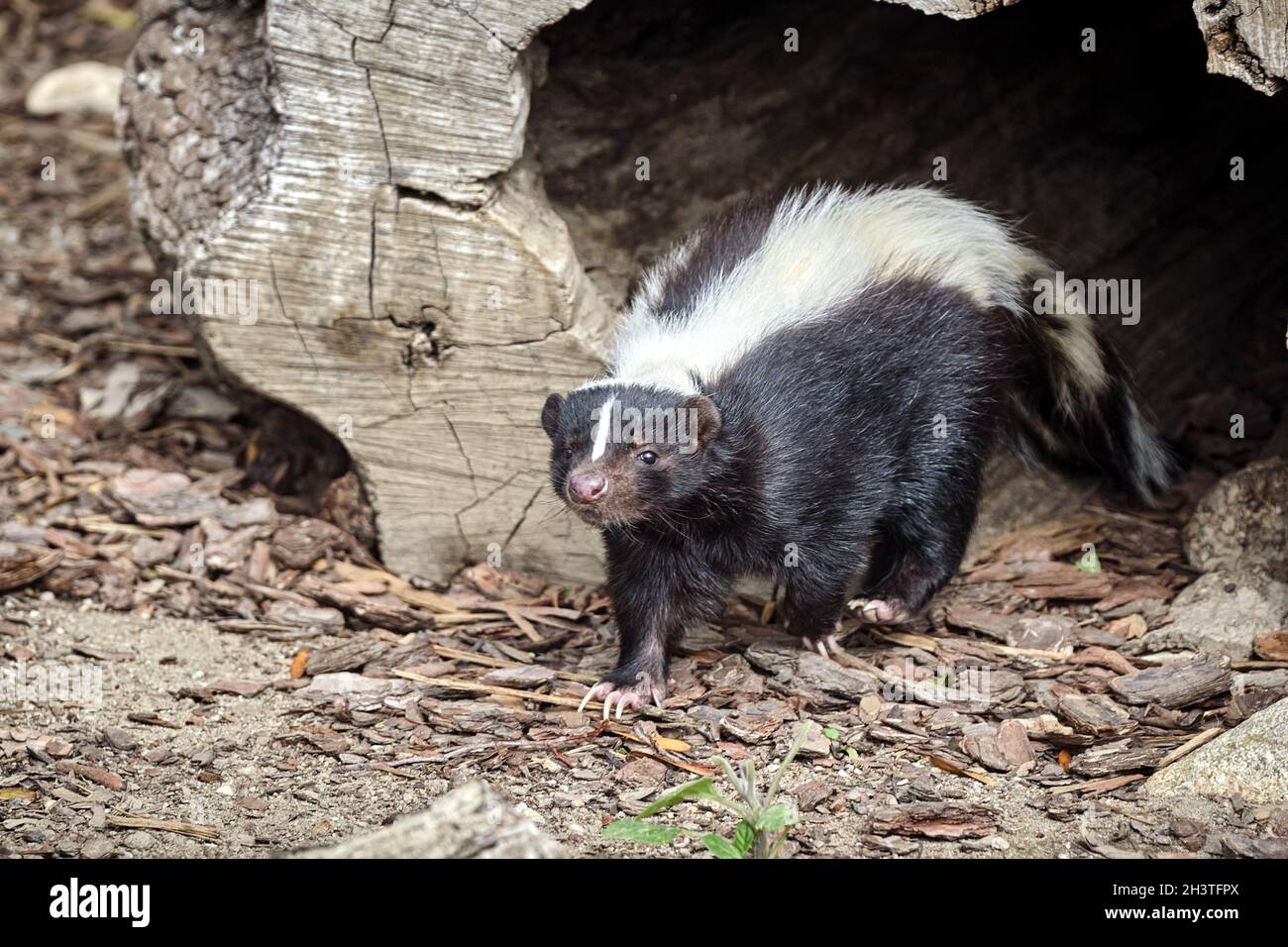 Striped skunk (Mephitis mephitis). Stock Photo