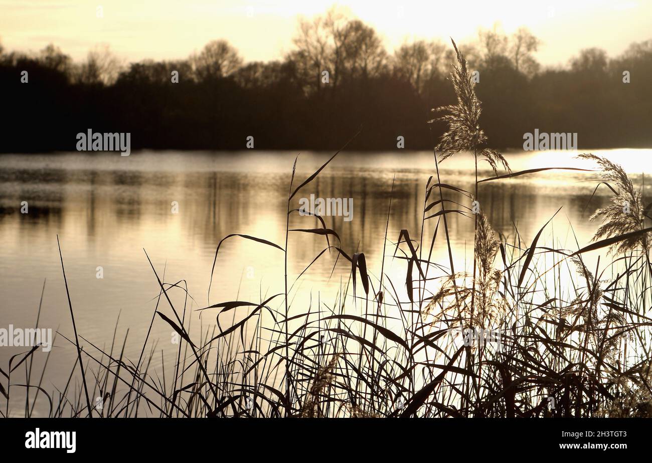Evening at the lake in Schulen. Belgium. Stock Photo