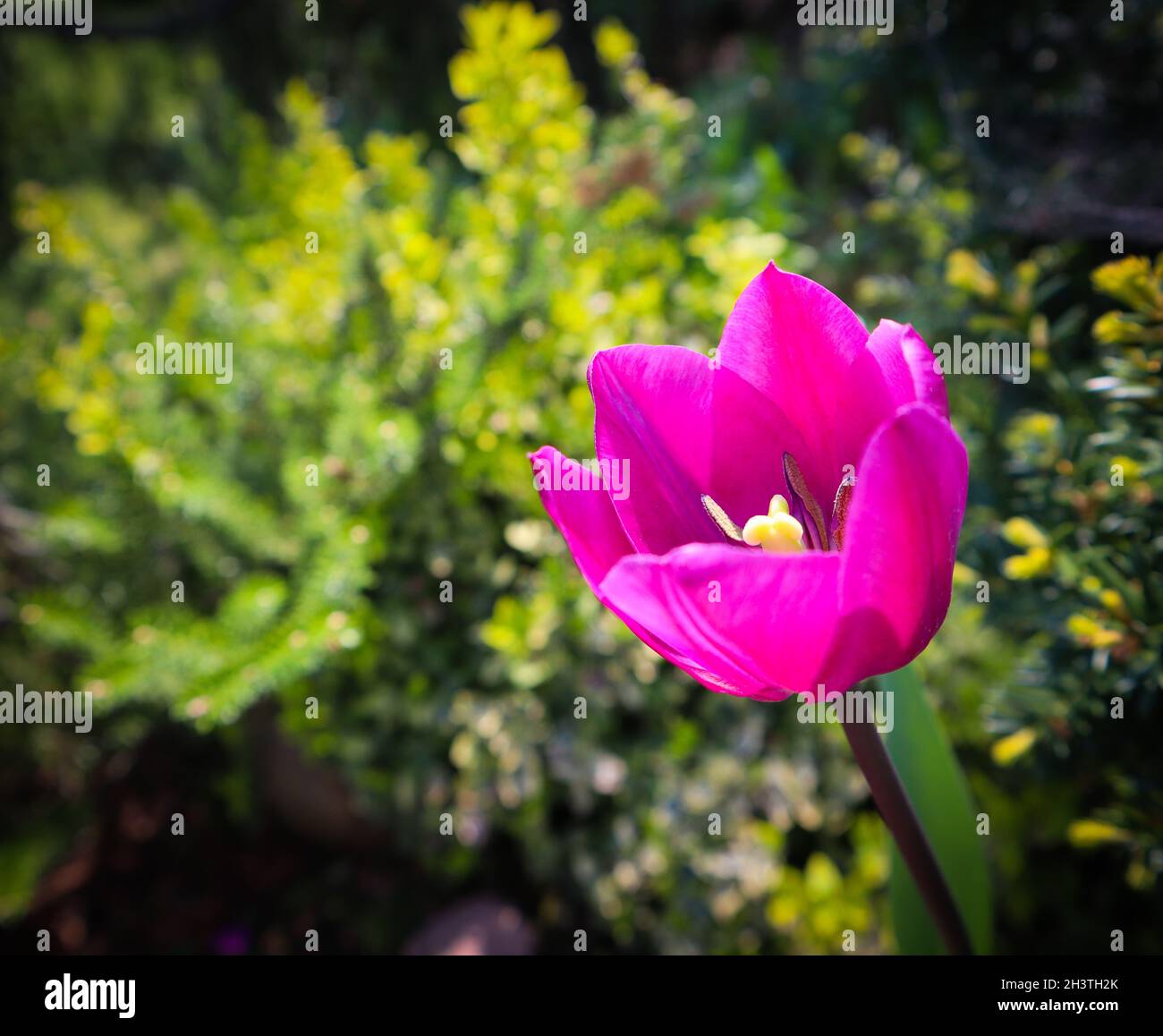 Beautiful pink tulip in spring garden. Gardening concept Stock Photo ...