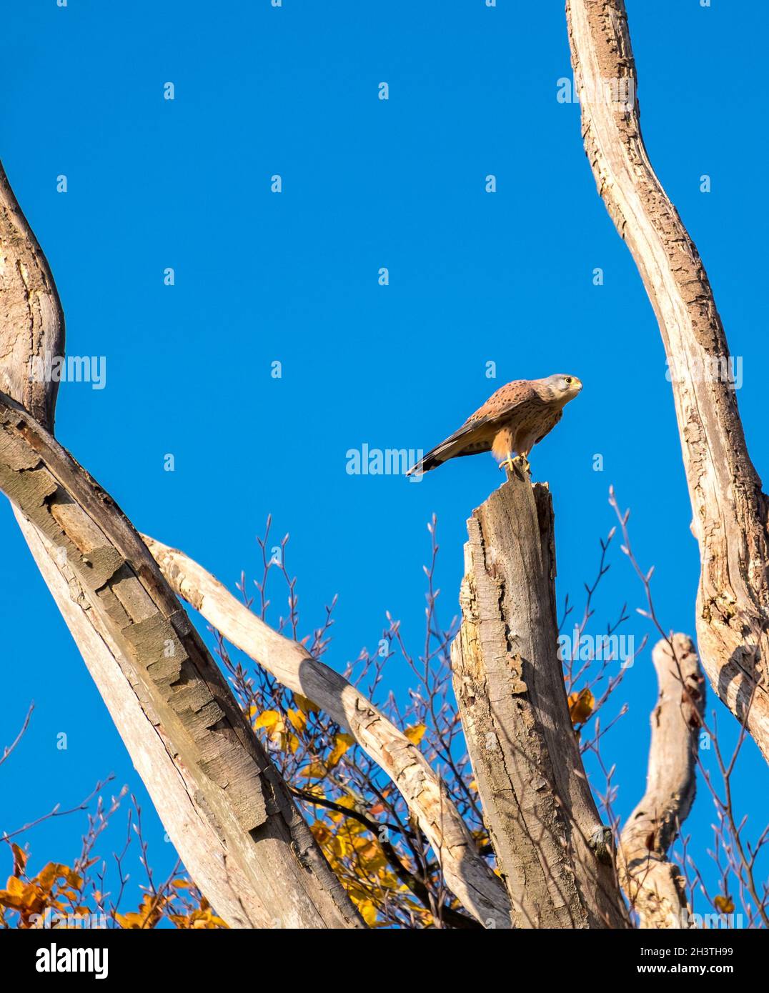 Pray Raptor kestrel bird of prey raptor Stock Photo - Alamy