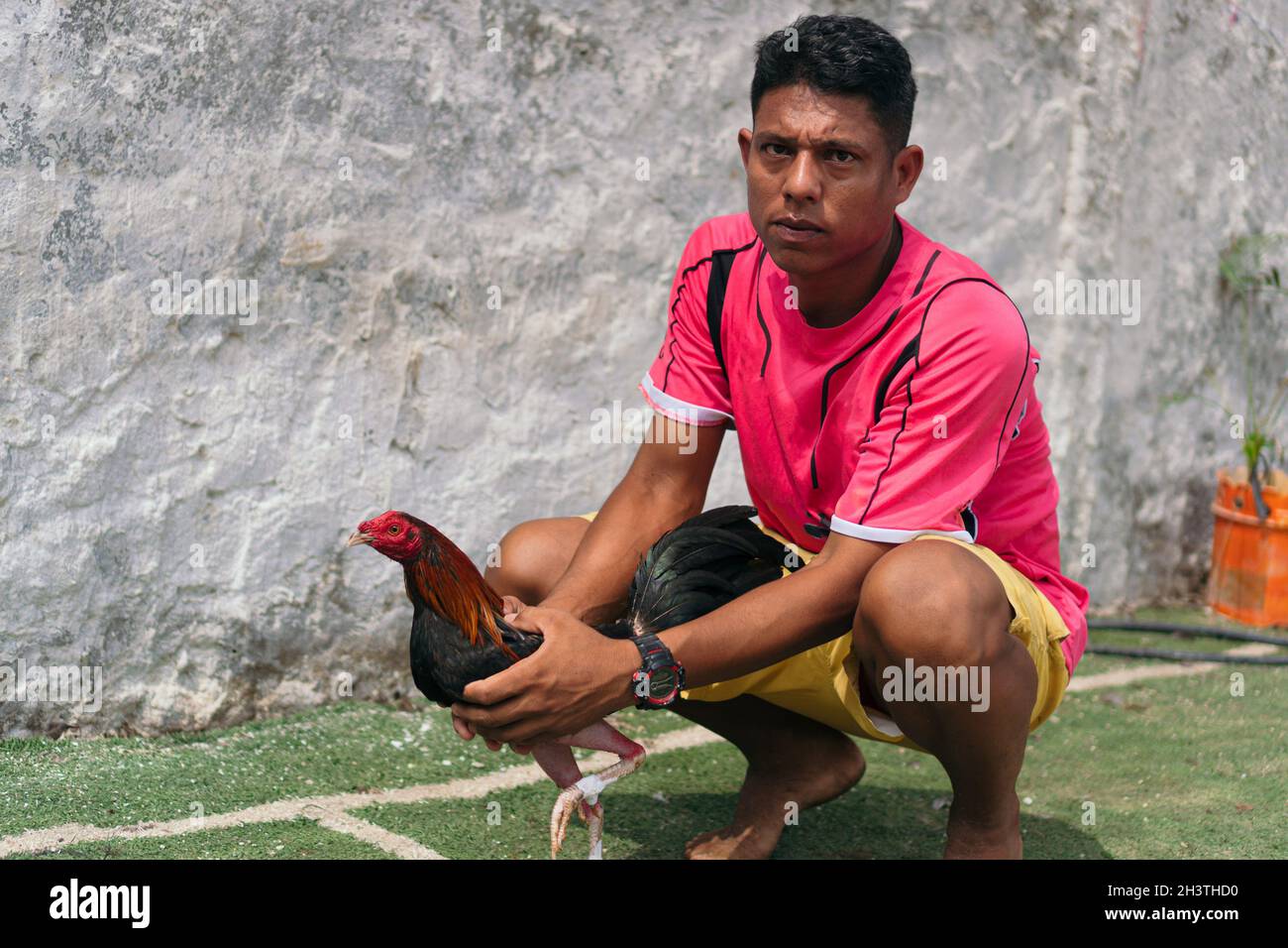 Hispanic farmer holding his fighting rooster Stock Photo