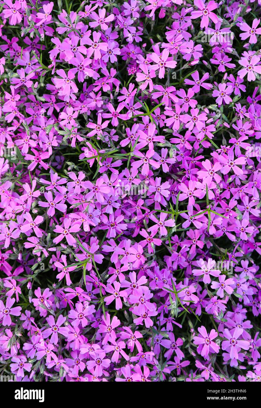 Background of purple flowers Phlox in spring Stock Photo