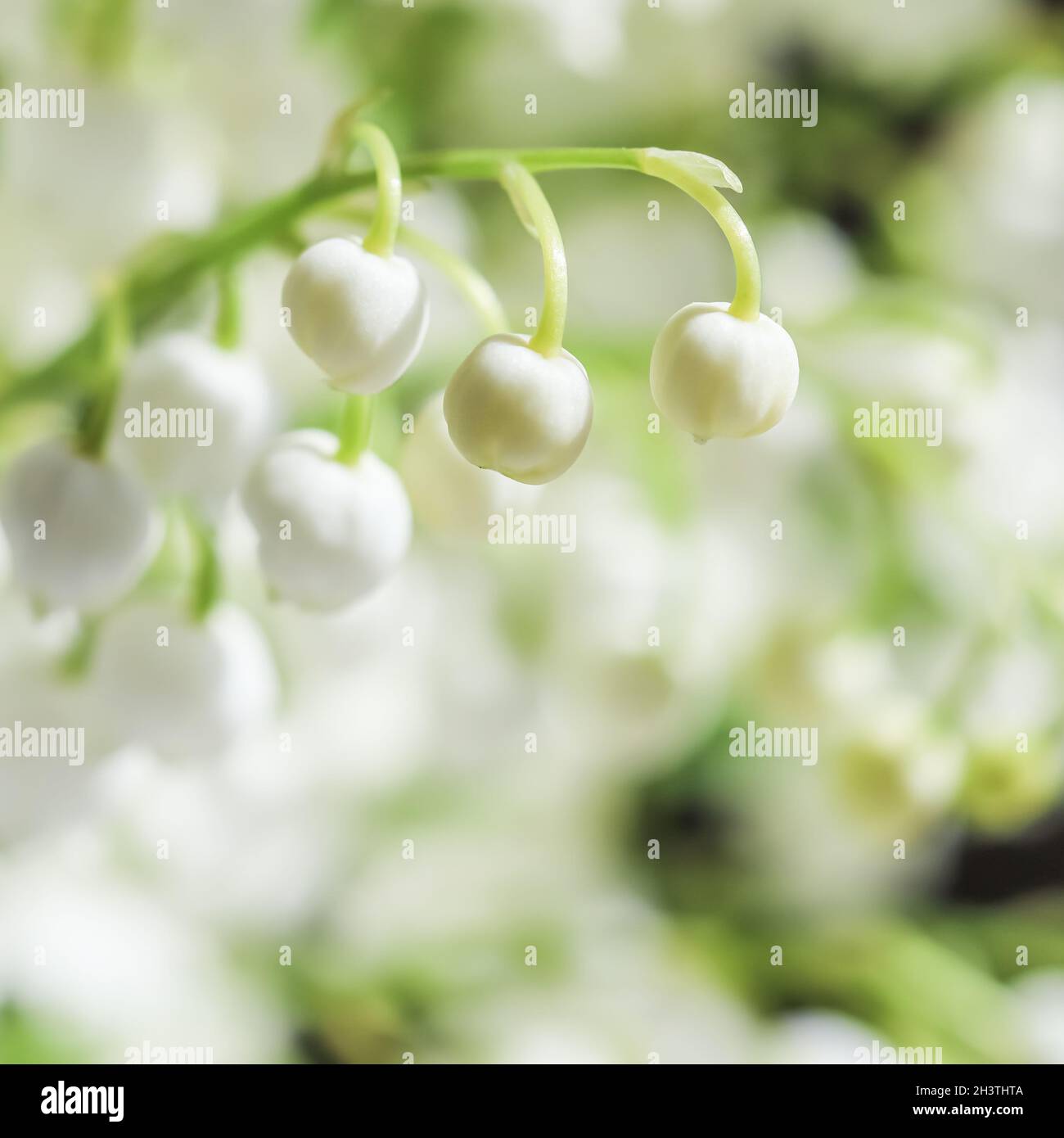 Blooming lily of the valley flowers. Natural floral background Stock Photo