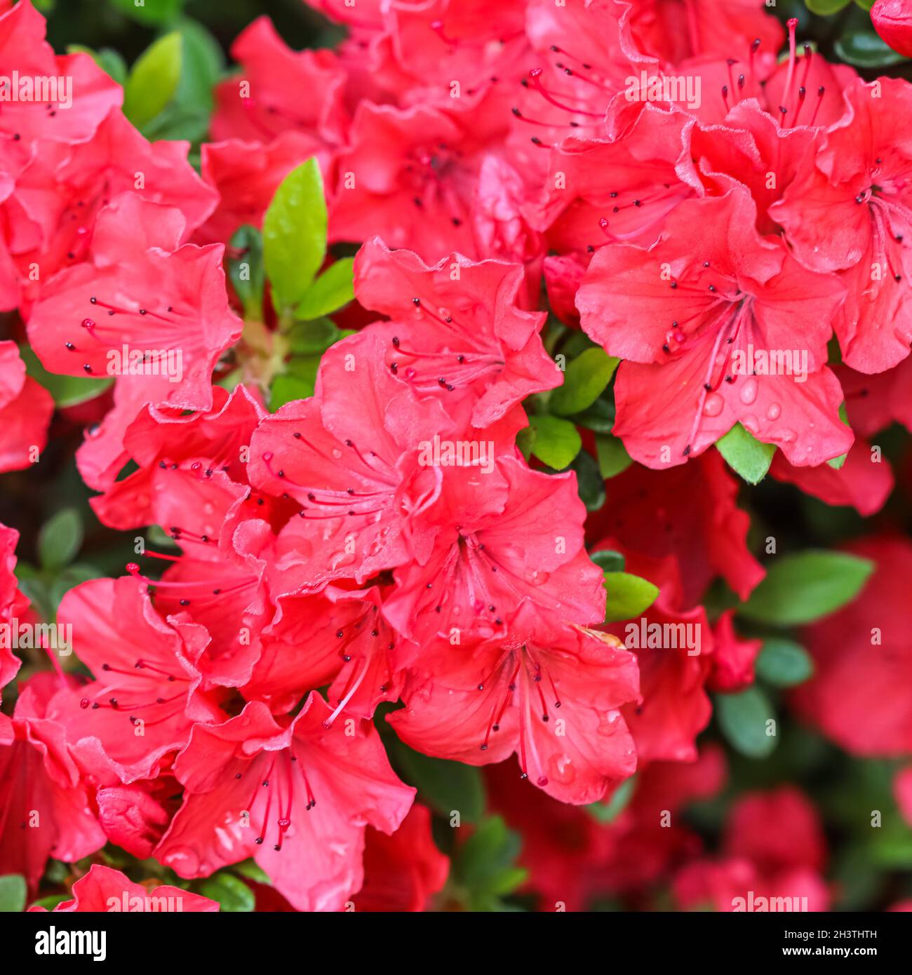 Blooming red azalea flowers with dew drops in spring garden Stock Photo -  Alamy