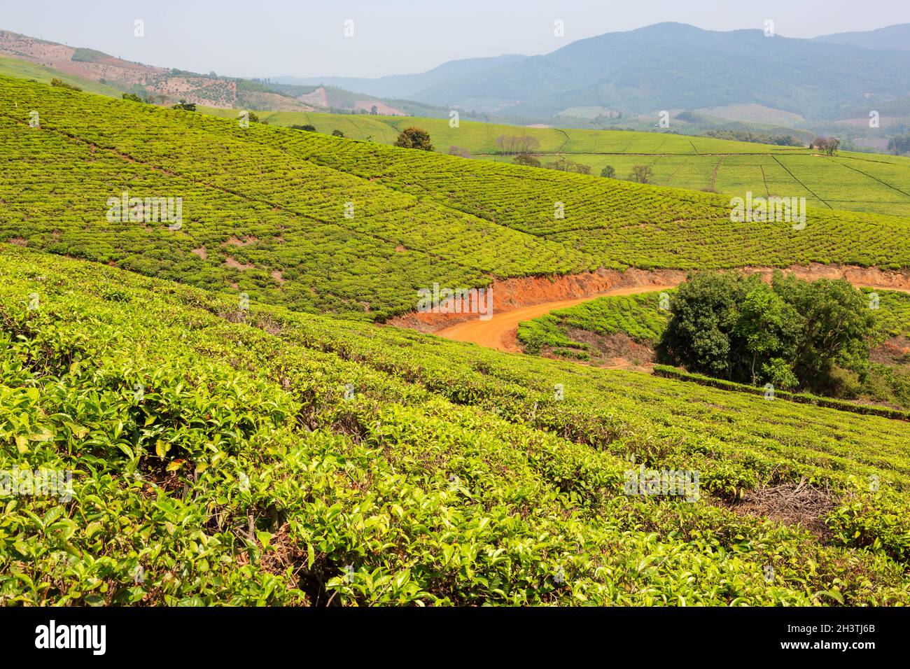 Tea plantations outside of Tzaneen, Limpopo, South Africa Stock Photo