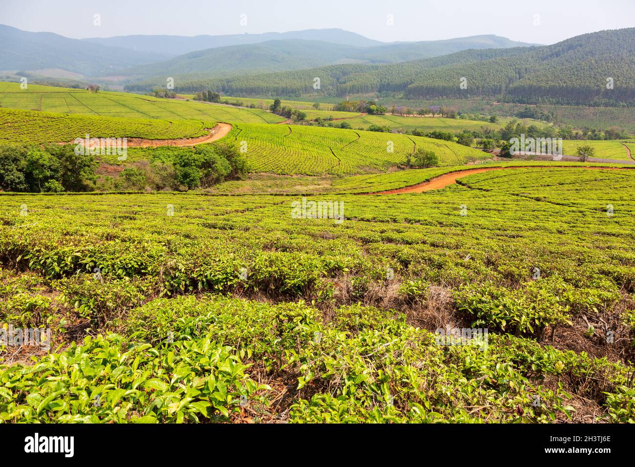 Tea plantations outside of Tzaneen, Limpopo, South Africa Stock Photo