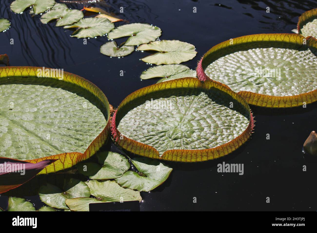Huge giant lily pad floating in the pond Stock Photo - Alamy