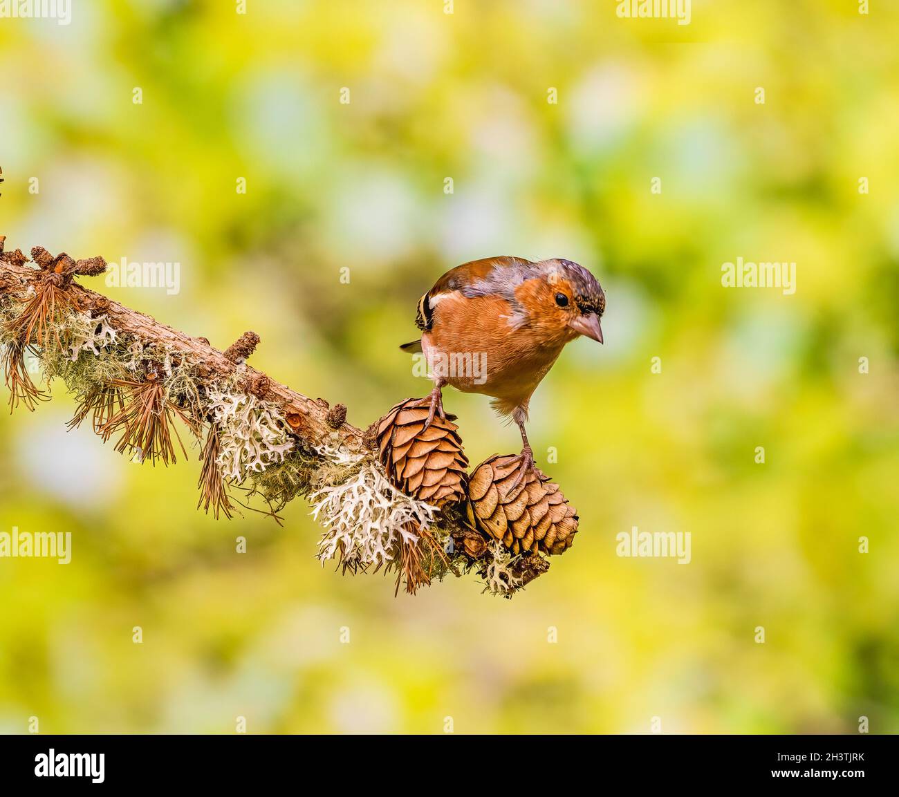 Cute Chaffinch Perched on Conifer Tree Branch Stock Photo