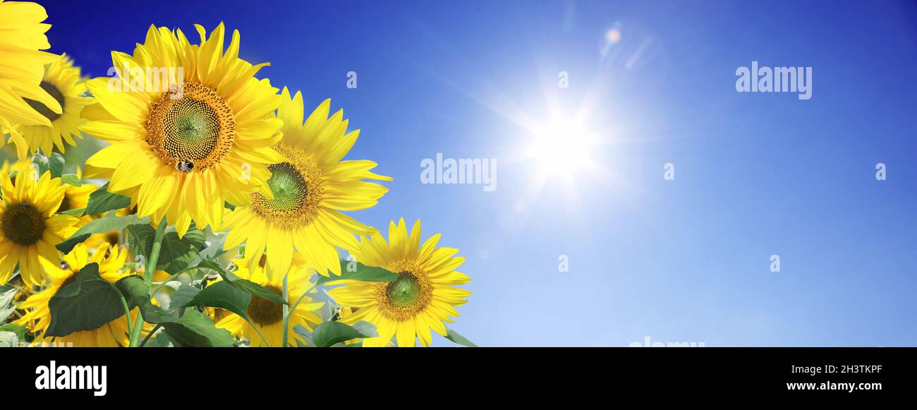 Field of blooming sunflowers on a background blue sky Stock Photo - Alamy