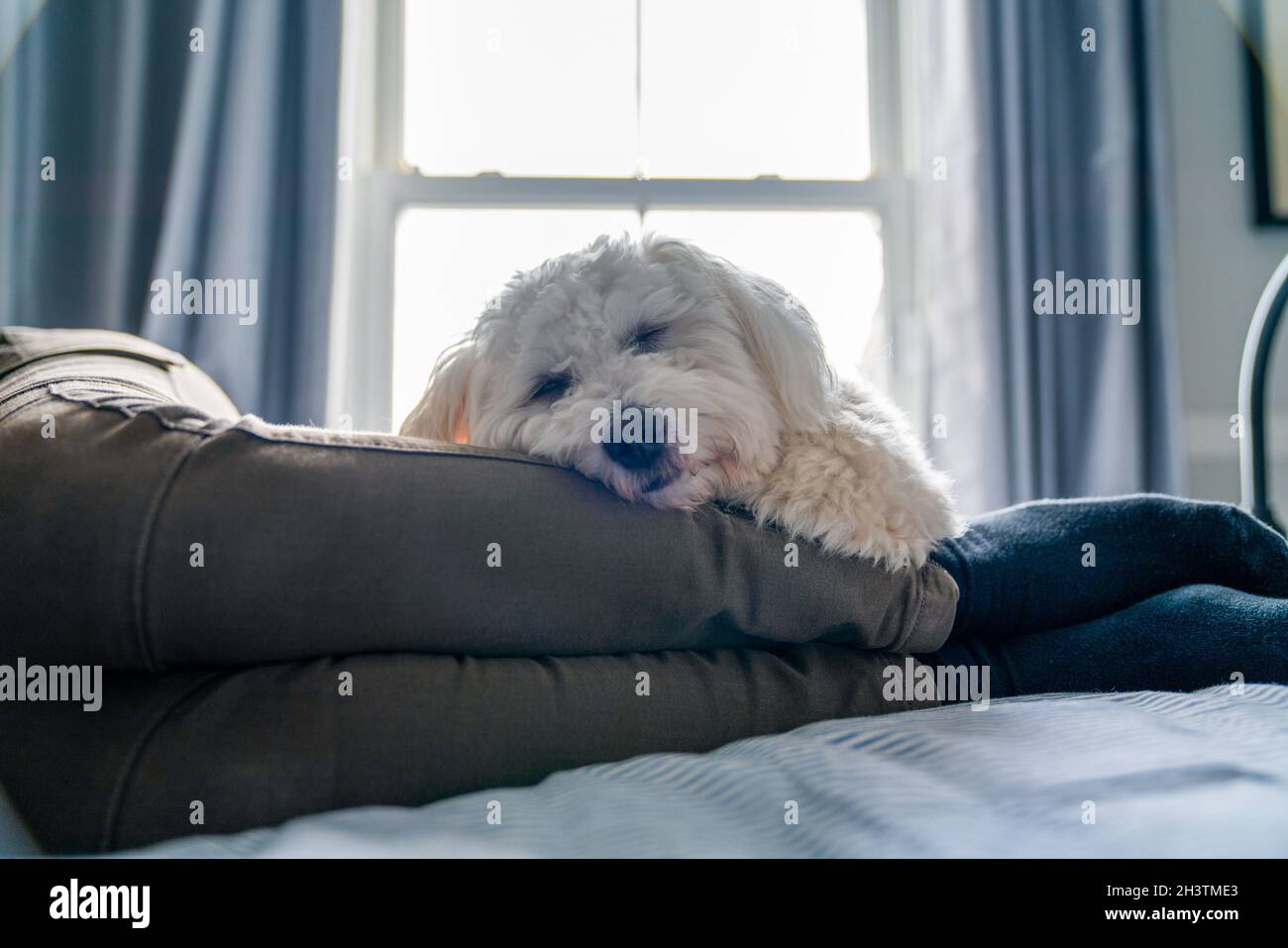 Young puppy dog snoozing / relaxing with owner on her bed Stock Photo