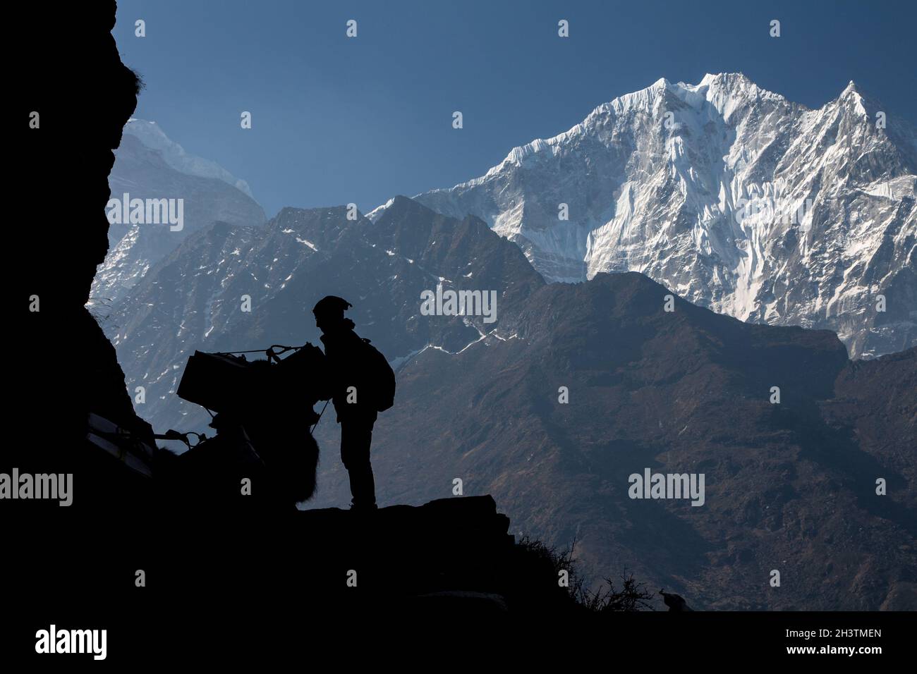 A Sherpa man fixing the load on a yak with Thamserku peak as a backdrop. Everest Region, Nepal. Stock Photo