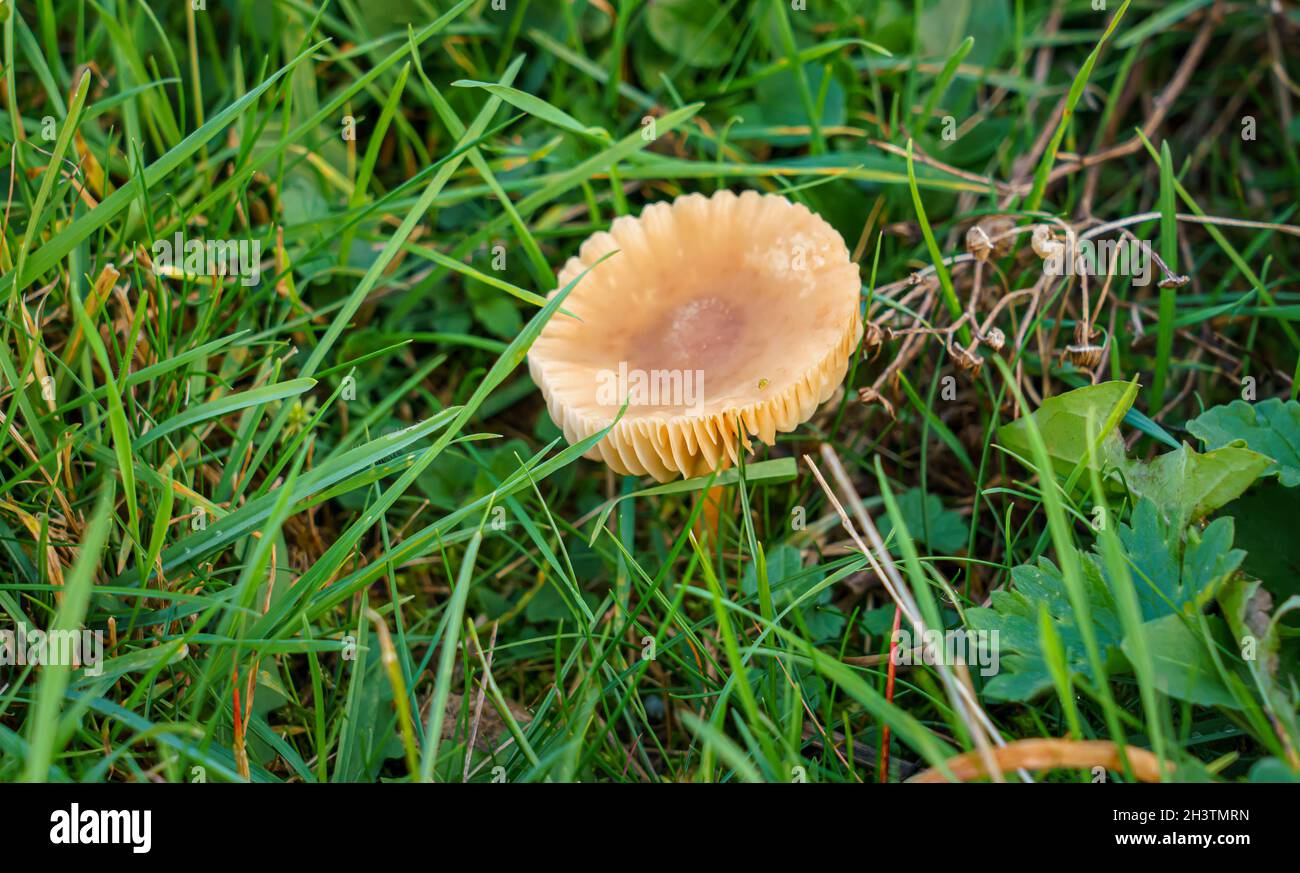 large flat top brown mushroom Scurfy Twiglet (Tubaria furfuracea) with clear gills closeup macro detail Stock Photo