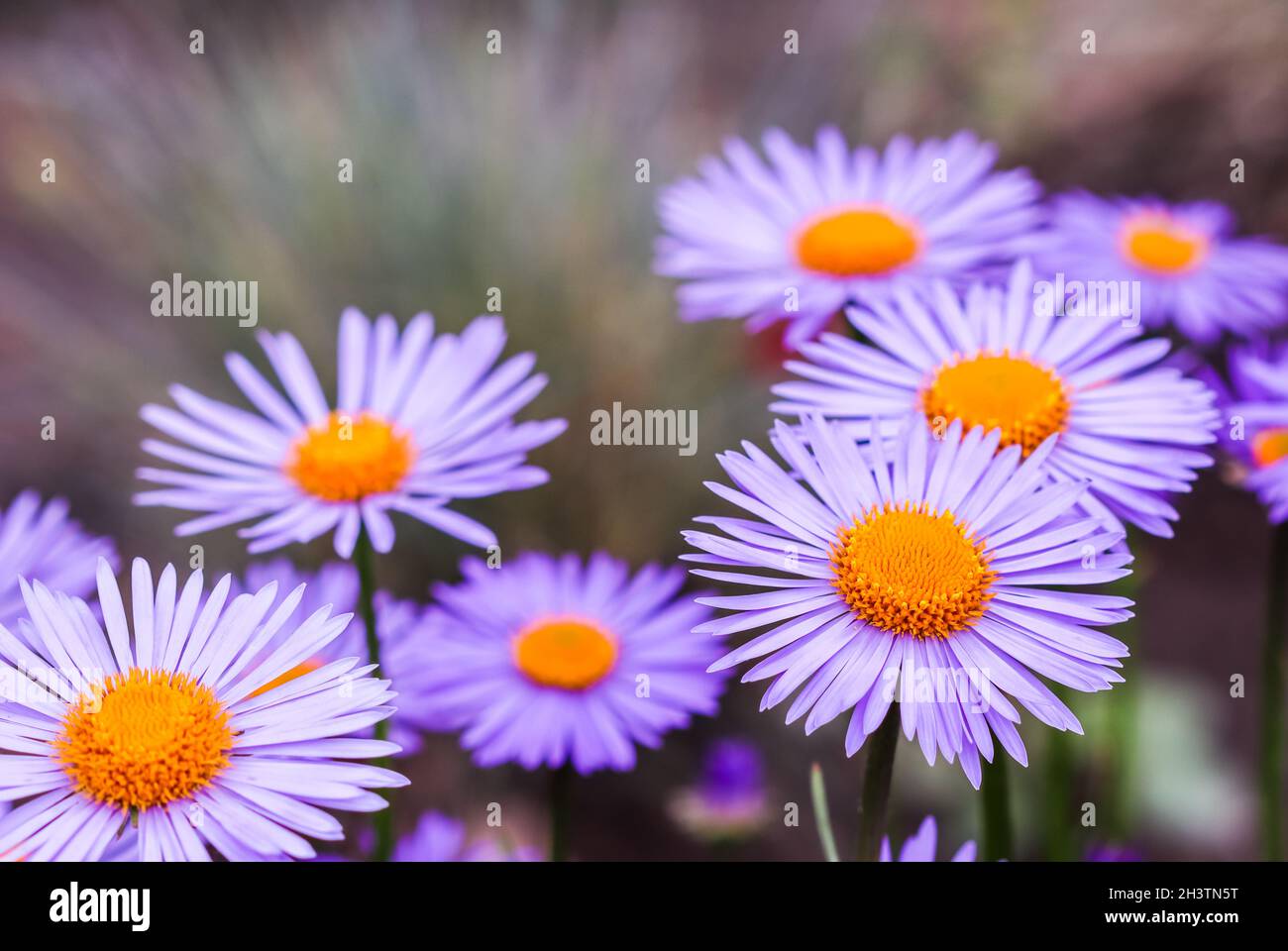 Alpine aster (Aster alpinus). Beautiful purple flowers with an orange center in the garden Stock Photo