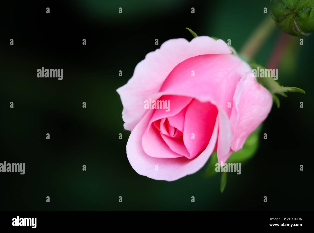 Soft pink rose on black background. Perfect for greeting cards for birthday, Valentine's Day and Mother's Day Stock Photo