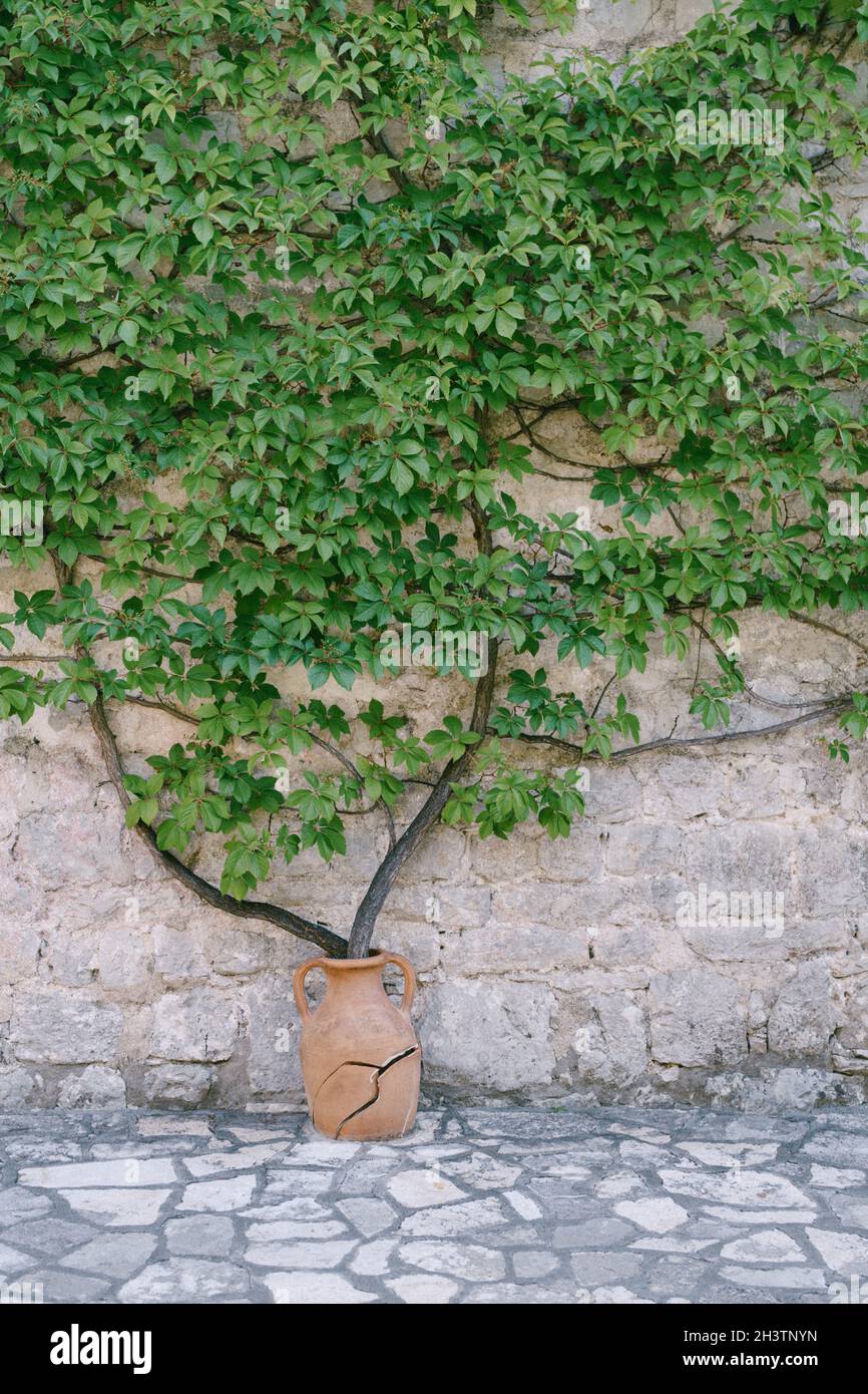 Parthenocissus quinquefolia grows from a clay pot. A stone building in Montenegro. Cracked old amphora. Stock Photo