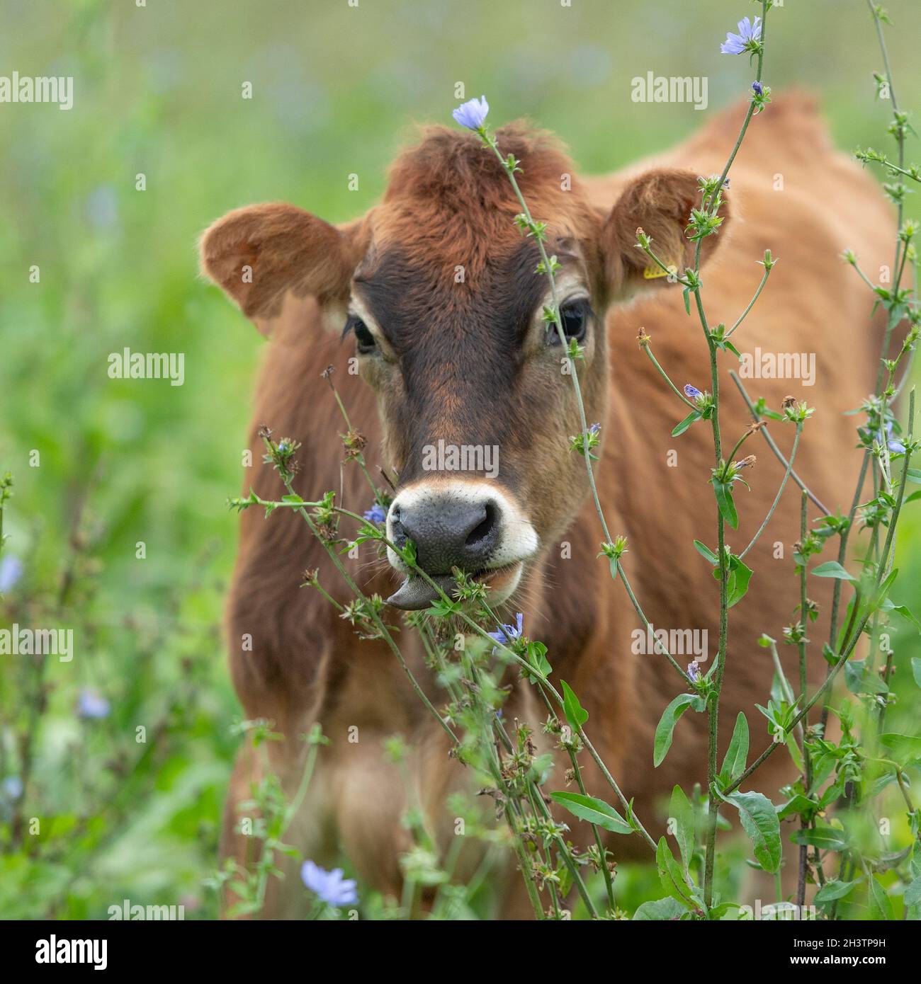 Jersey cow Stock Photo