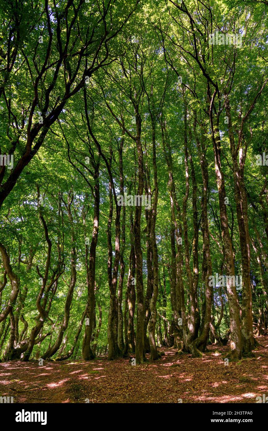 Tall beech trees in the summertime in the Rold Skov forest in northern