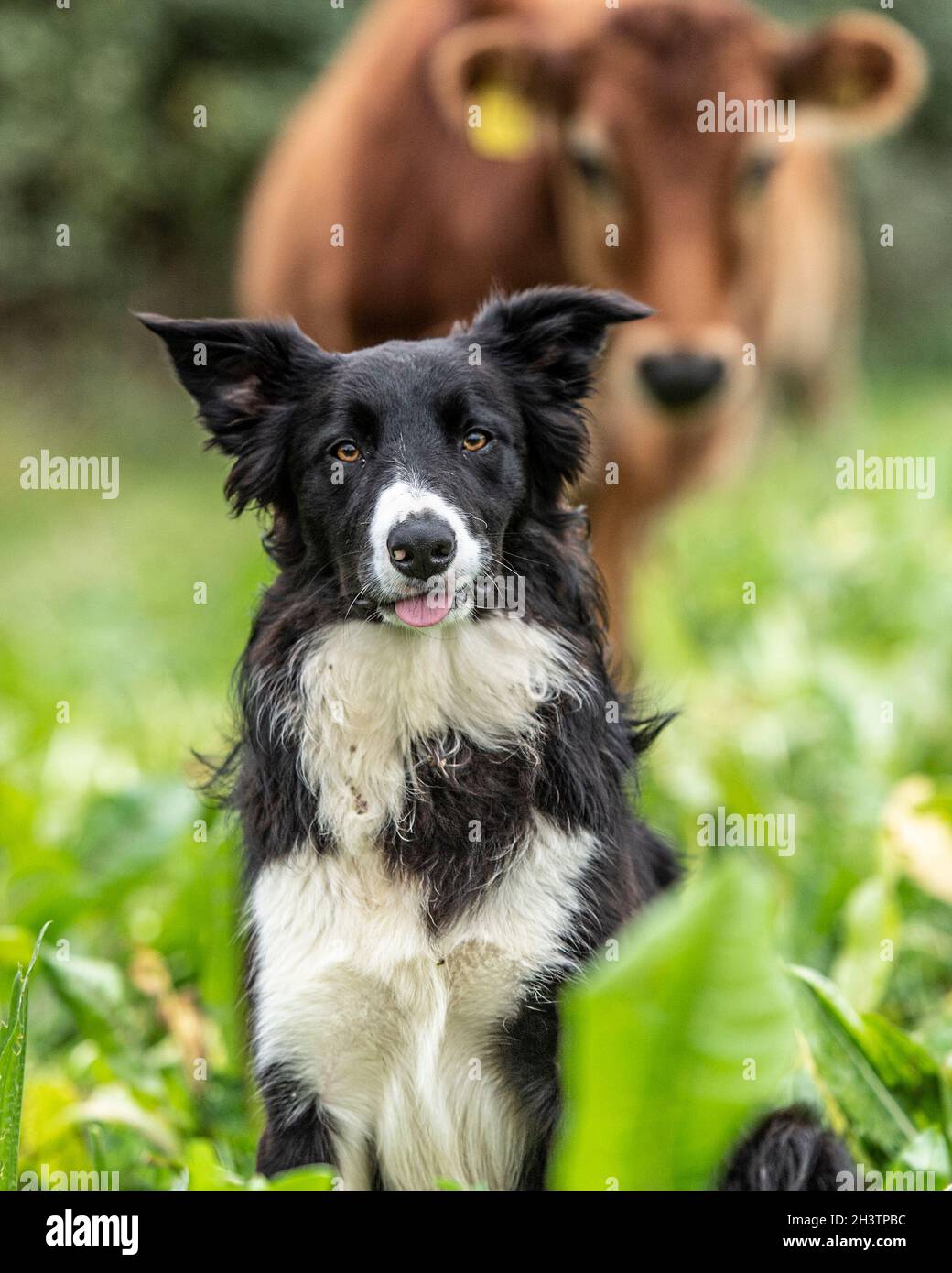 Farm collie with cattle behind Stock Photo