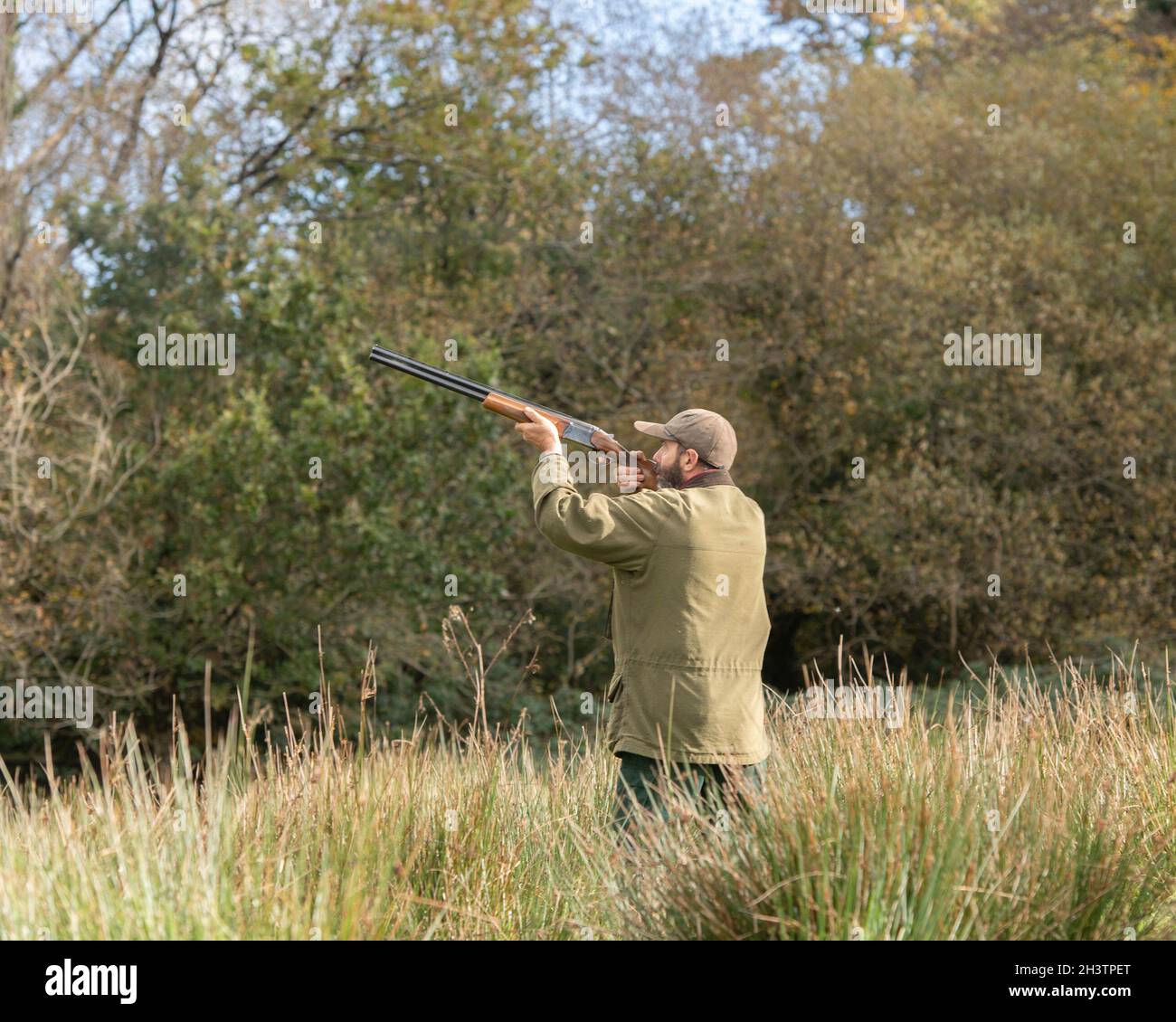 man shoting pheasant on a walked up rough shoot Stock Photo