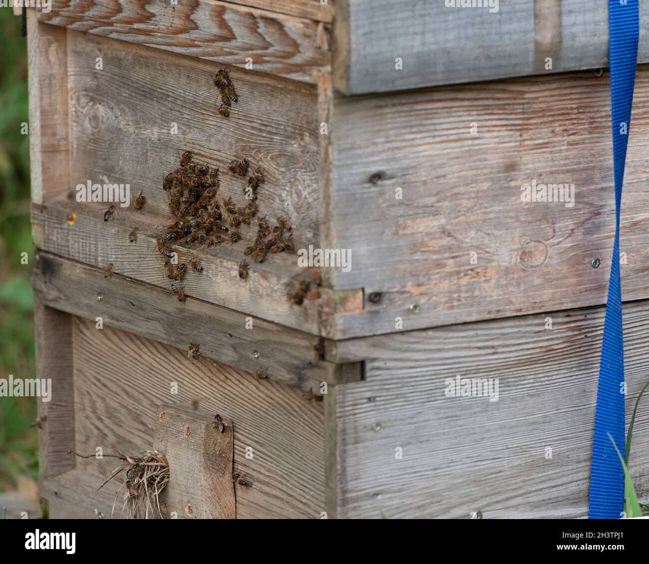 beehive Stock Photo