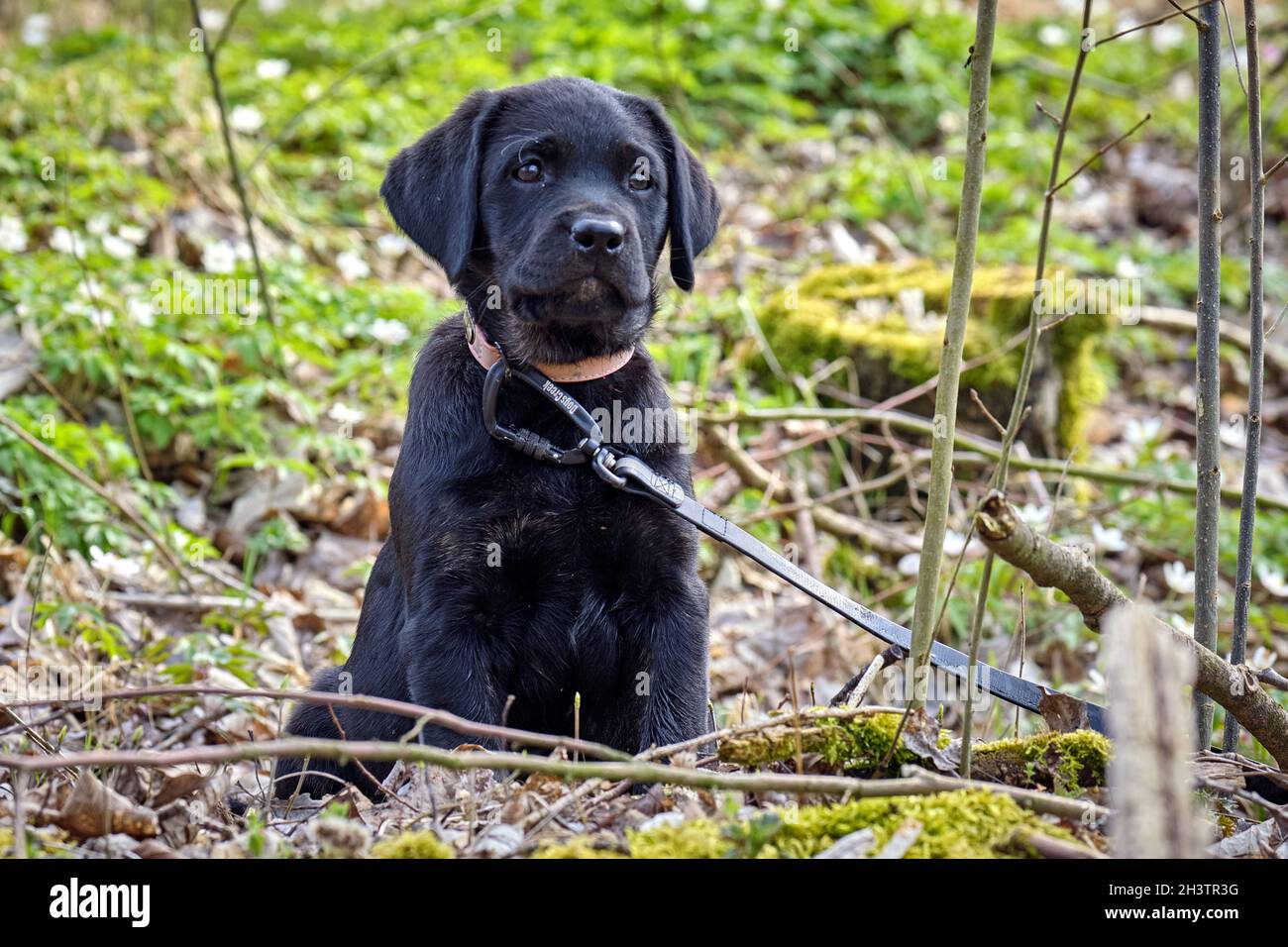 Black Labrador Retriever Puppy. Stock Photo